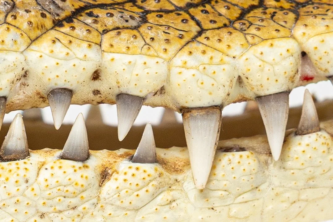 Close-up of a crocodile's mouth showing sharp teeth and rough textured skin