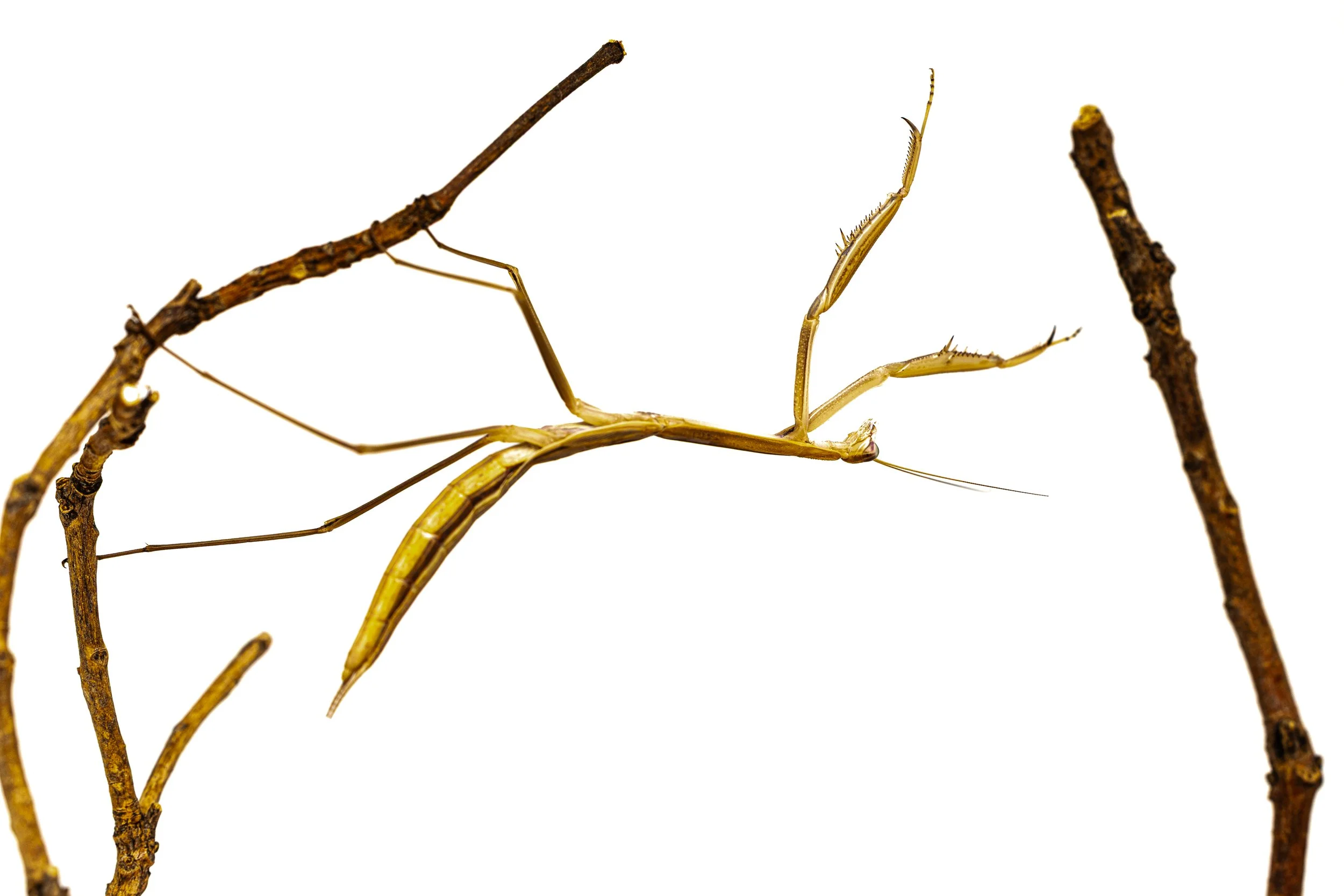 A dry, yellowish-brown praying mantis climbing on thin, brown twigs against a white background.