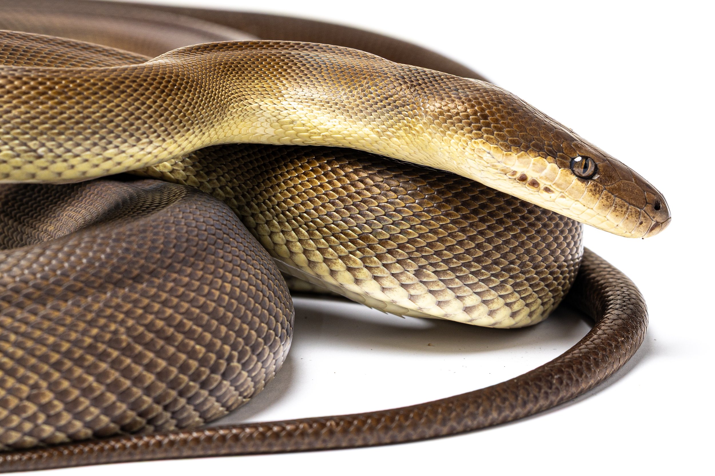 Close-up of an Olive Python with brown and beige patterned scales, coiled on a white background.