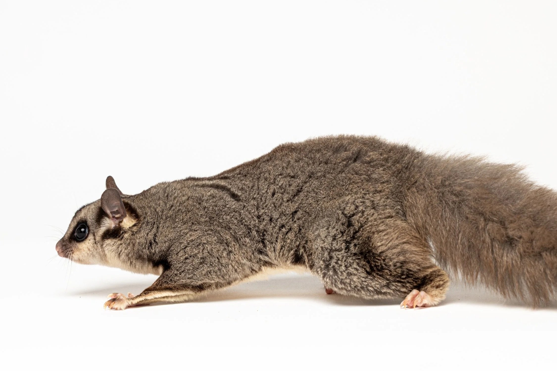A brown and gray squirrel glider, standing on all fours against a plain white background, with its small ears and long tail visible.