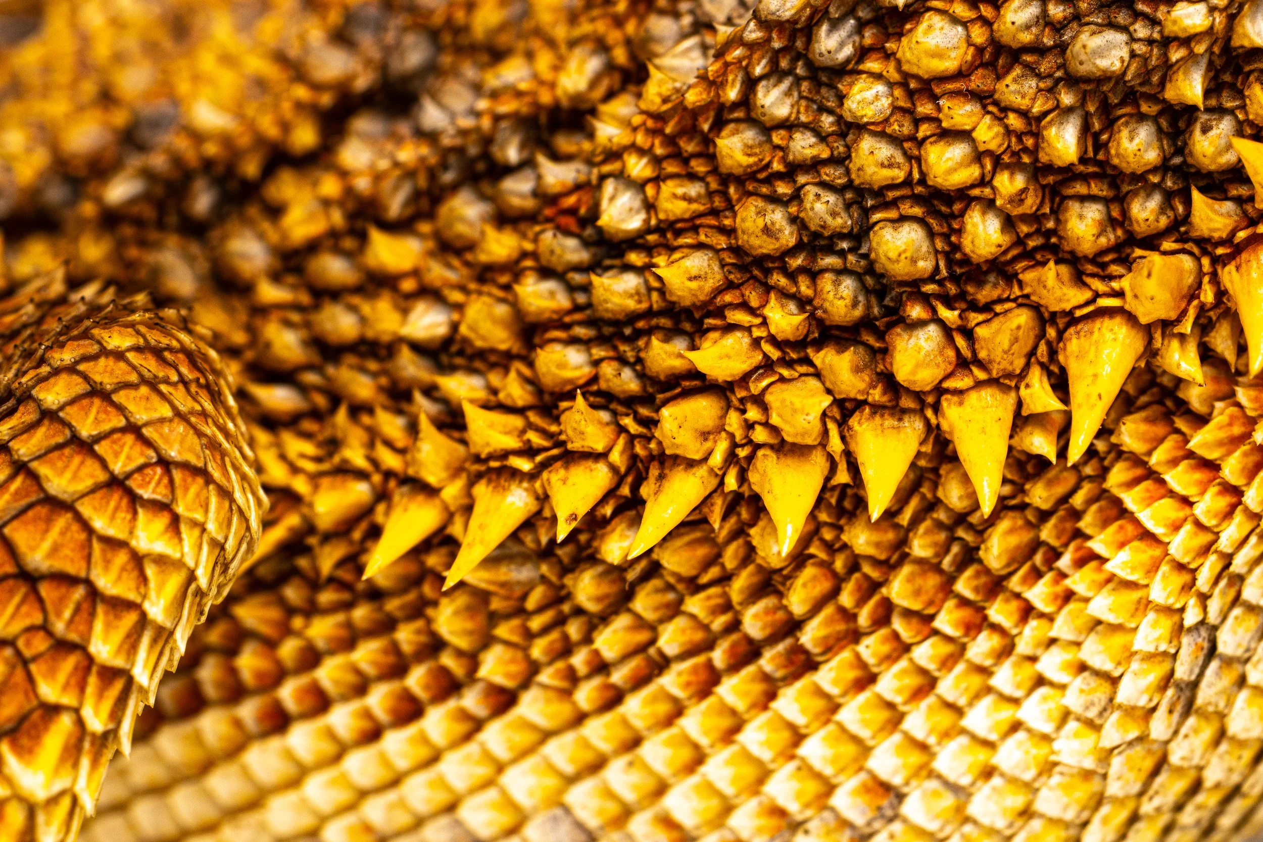 Close-up of a bearded dragon with sharp, pointed scales.