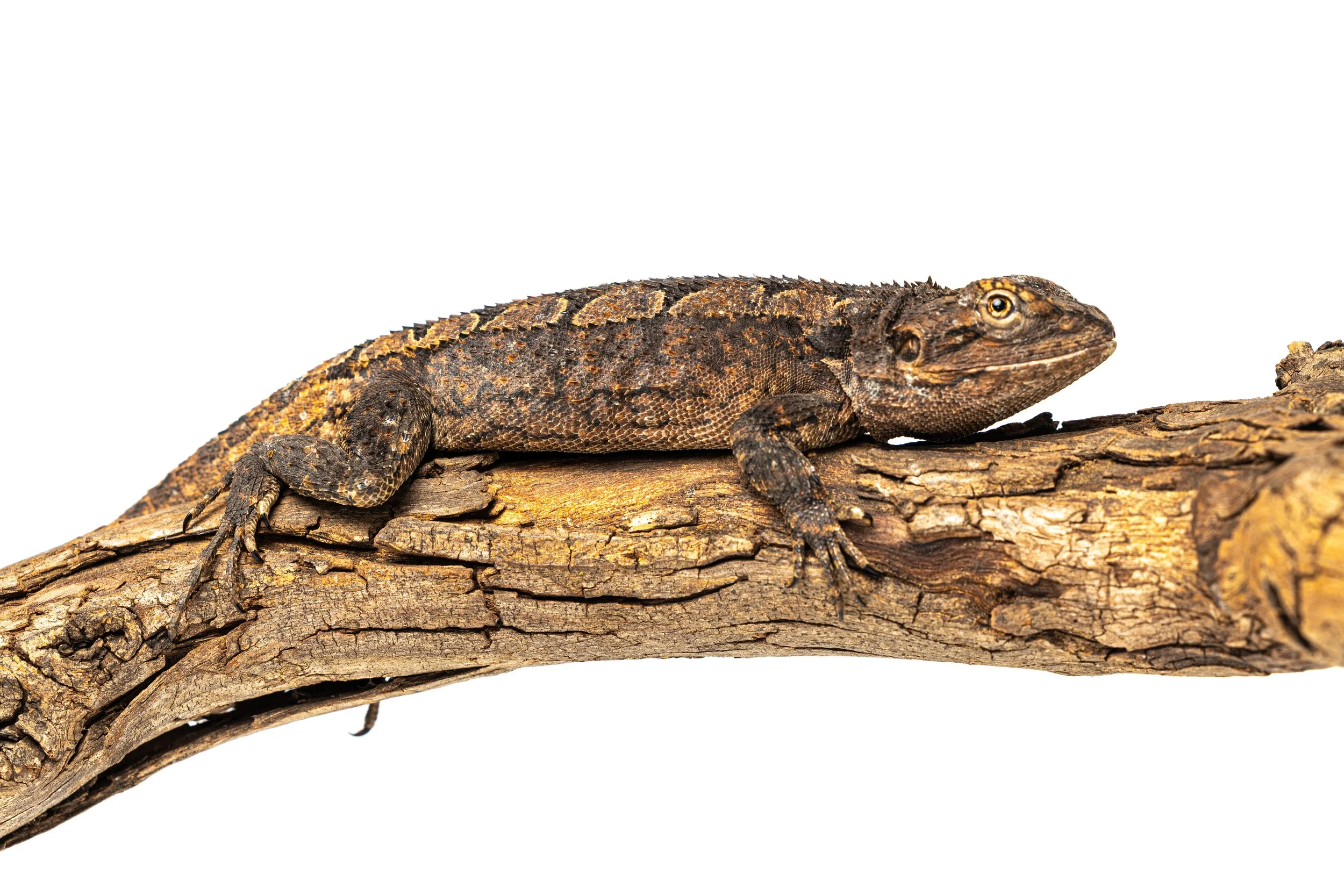 A brown and black lizard resting on a textured piece of wood, with a white background.