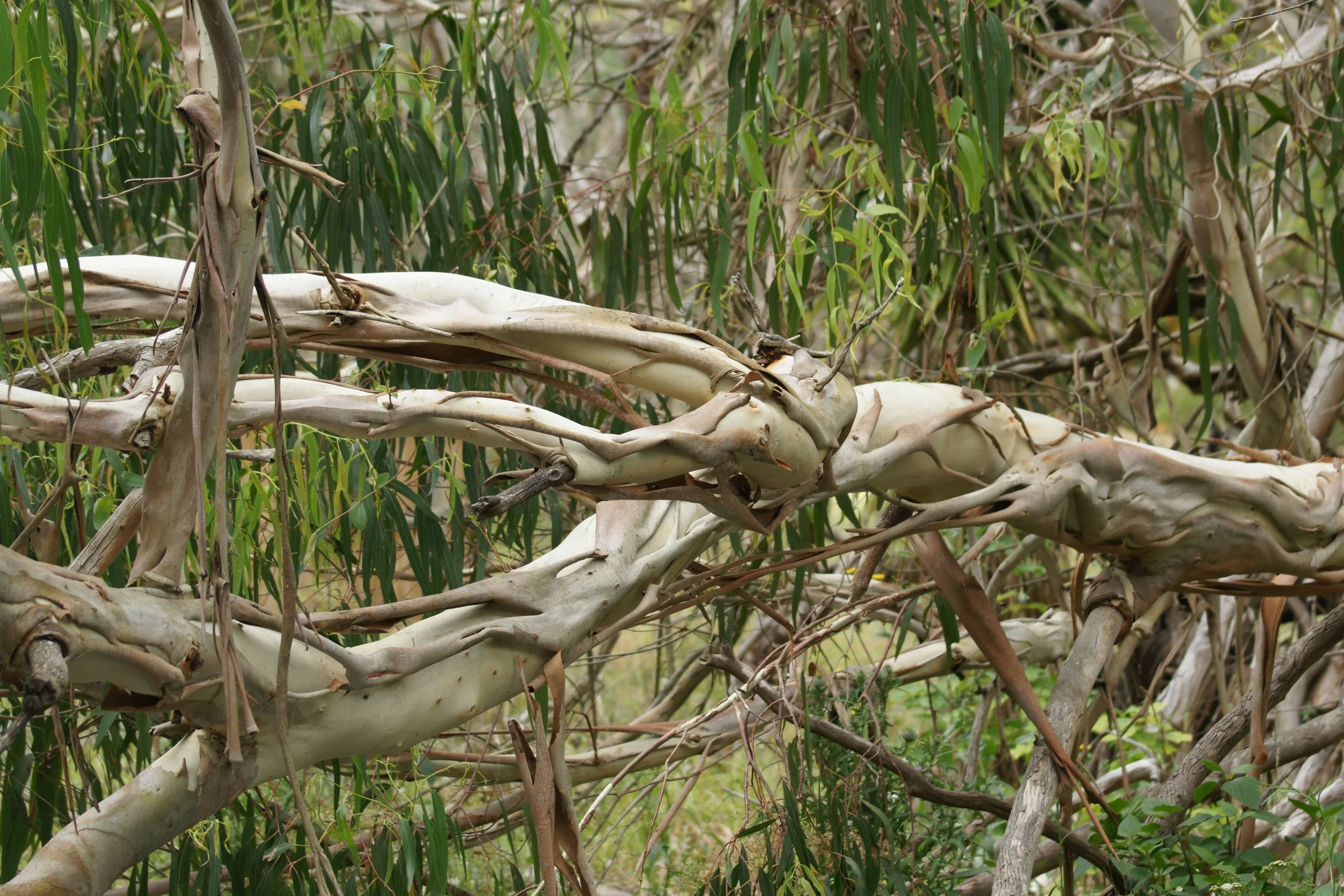 Close-up of intertwined dry, pale branches and green foliage in a natural setting.