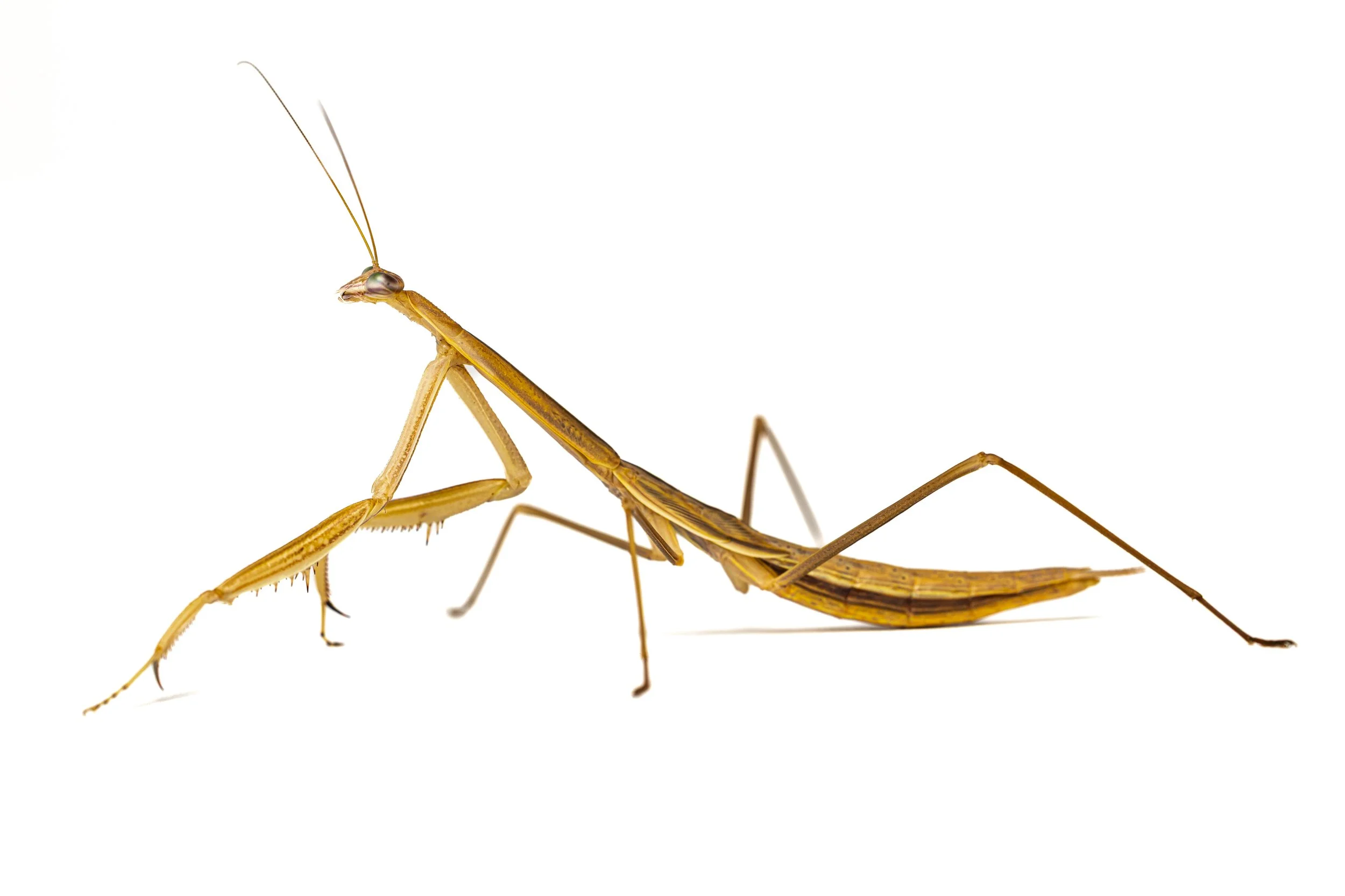 Close-up of a praying mantis with a long slender body, large eyes, and thin antennae, on a white background.