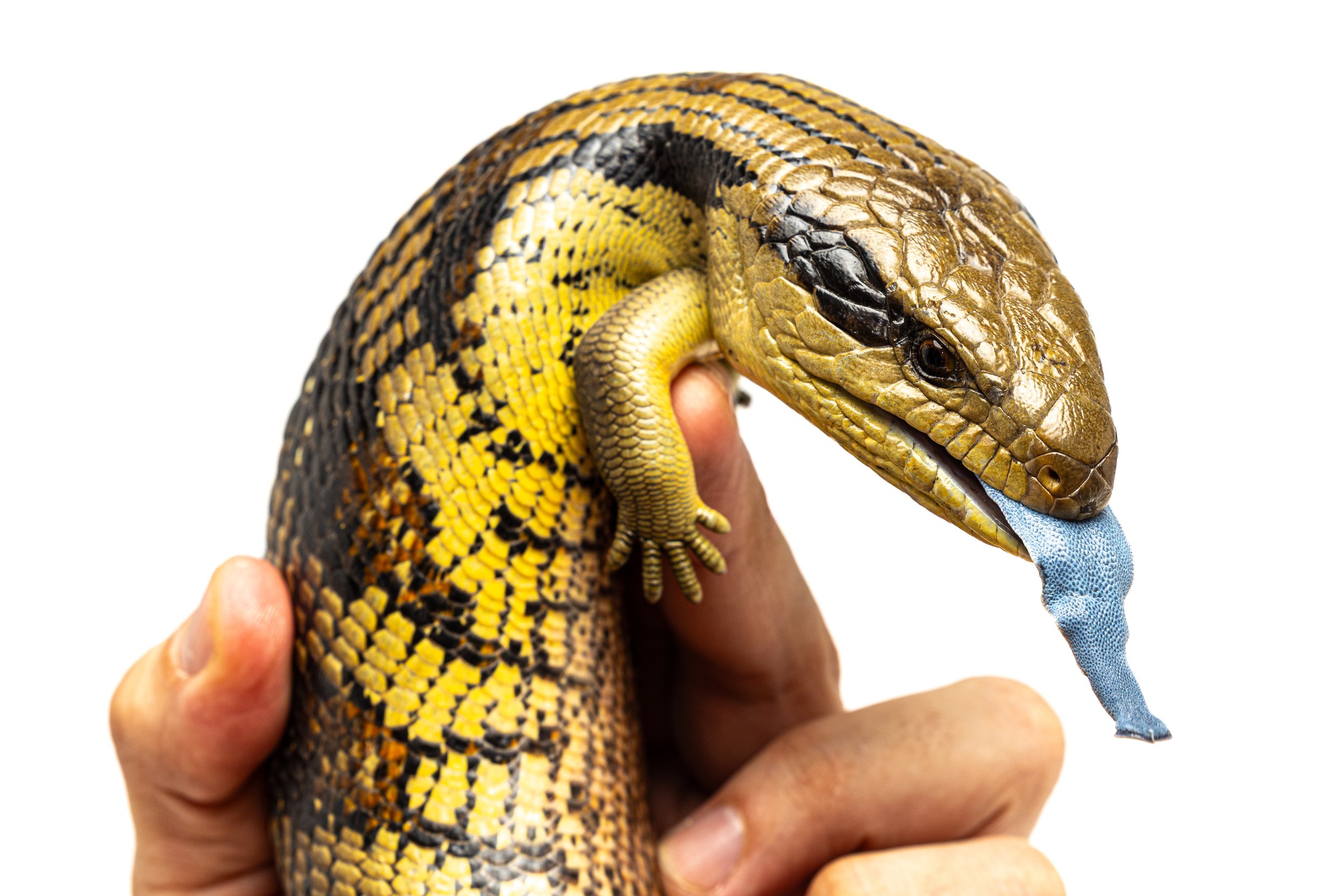 A person holding a blue-tongue lizard with yellow, black, and brown patterned scales, flicking its tongue.