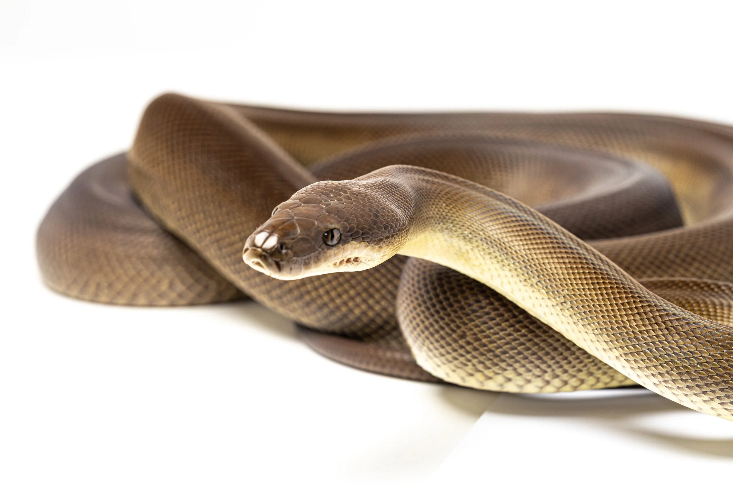 A close-up of a coiled brown and yellow ball python snake on a white background.