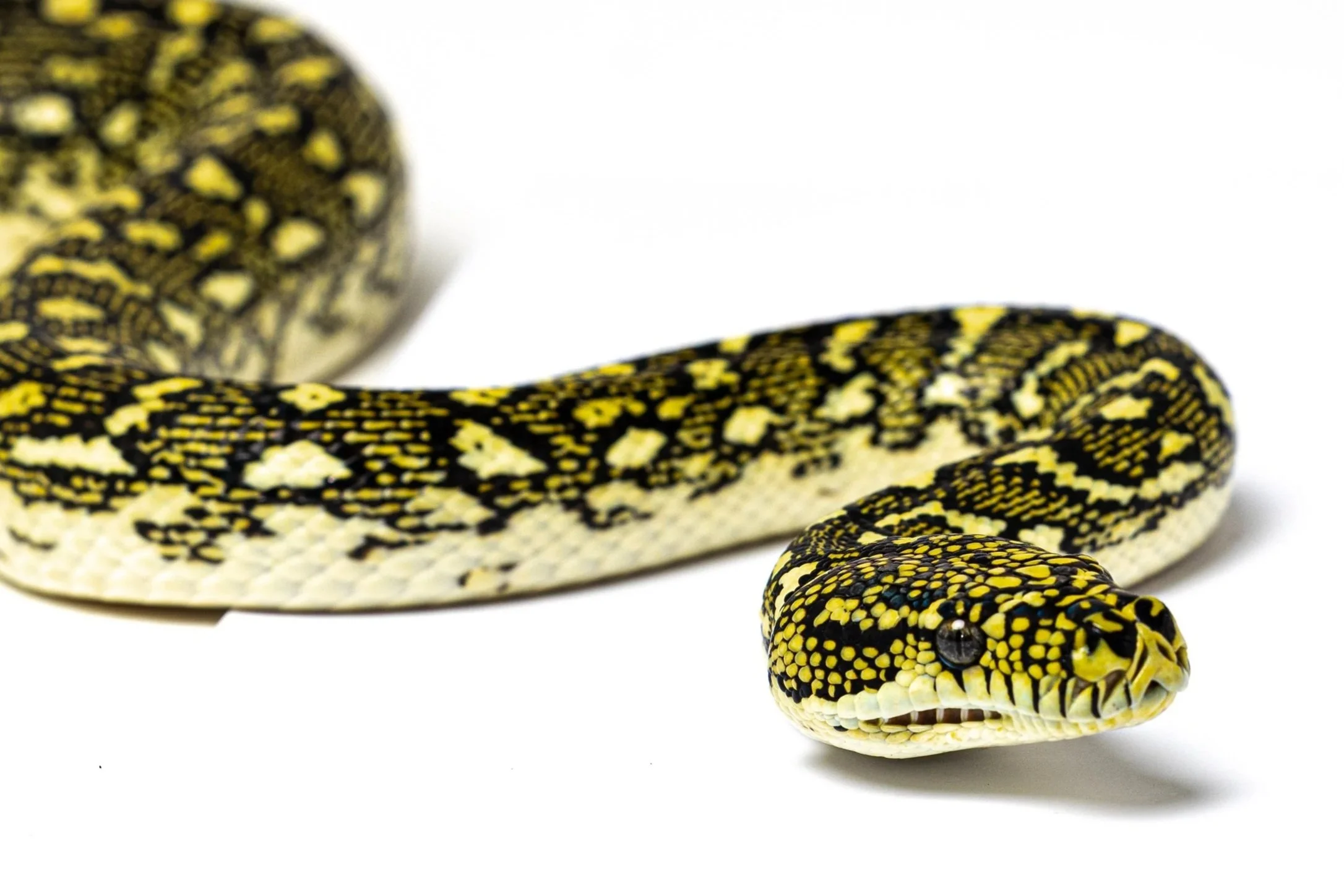 Close-up of a diamond python with green and yellow patterned scales against a white background.