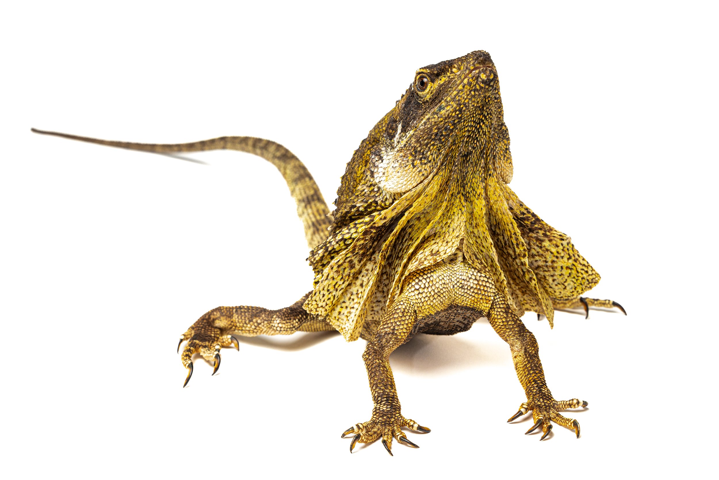 A yellow and brown lizard with textured scales standing on a white background