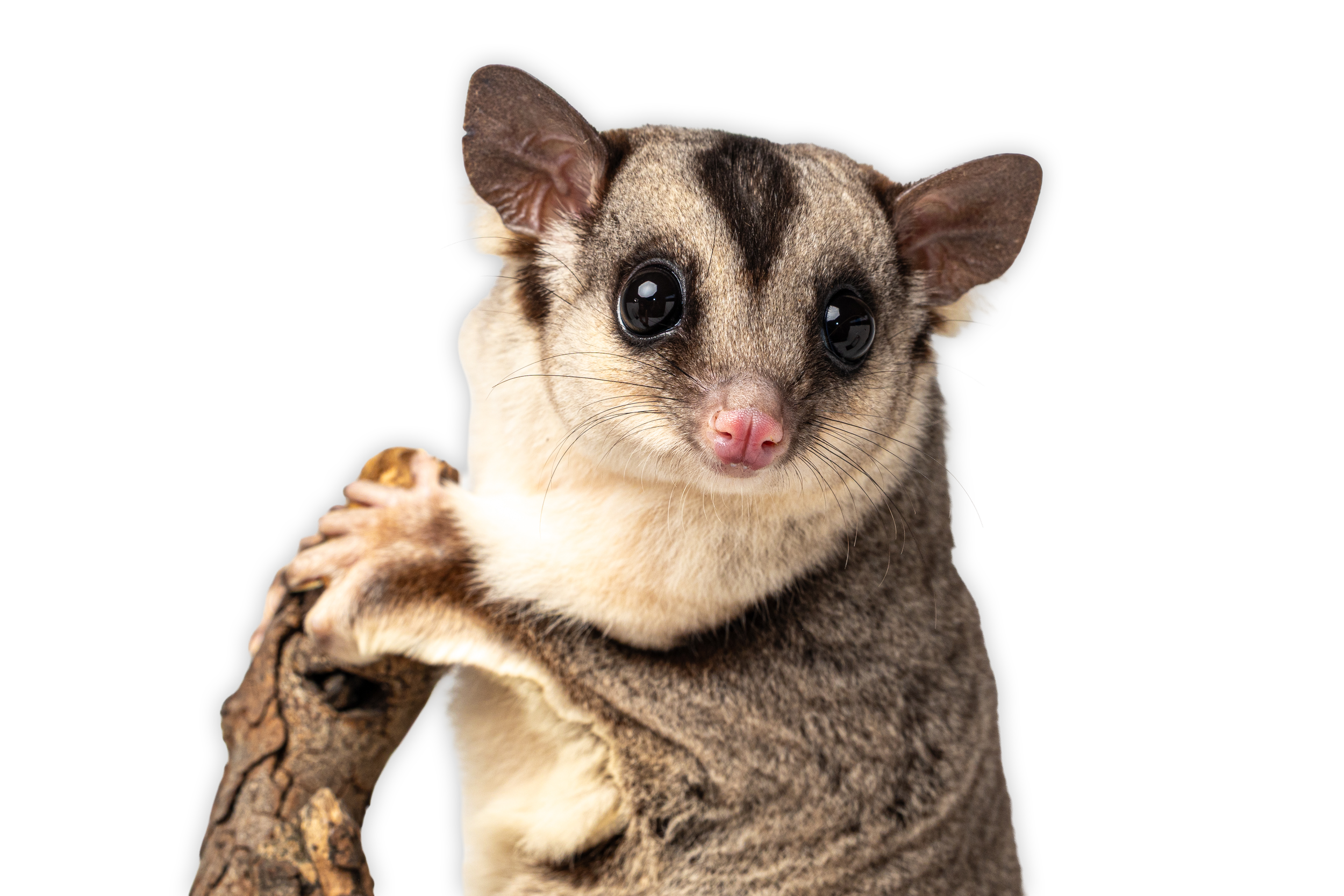 Close-up of a squirrel glider with large black eyes, pink nose, and gray and white fur, holding onto a piece of wood against a black background.
