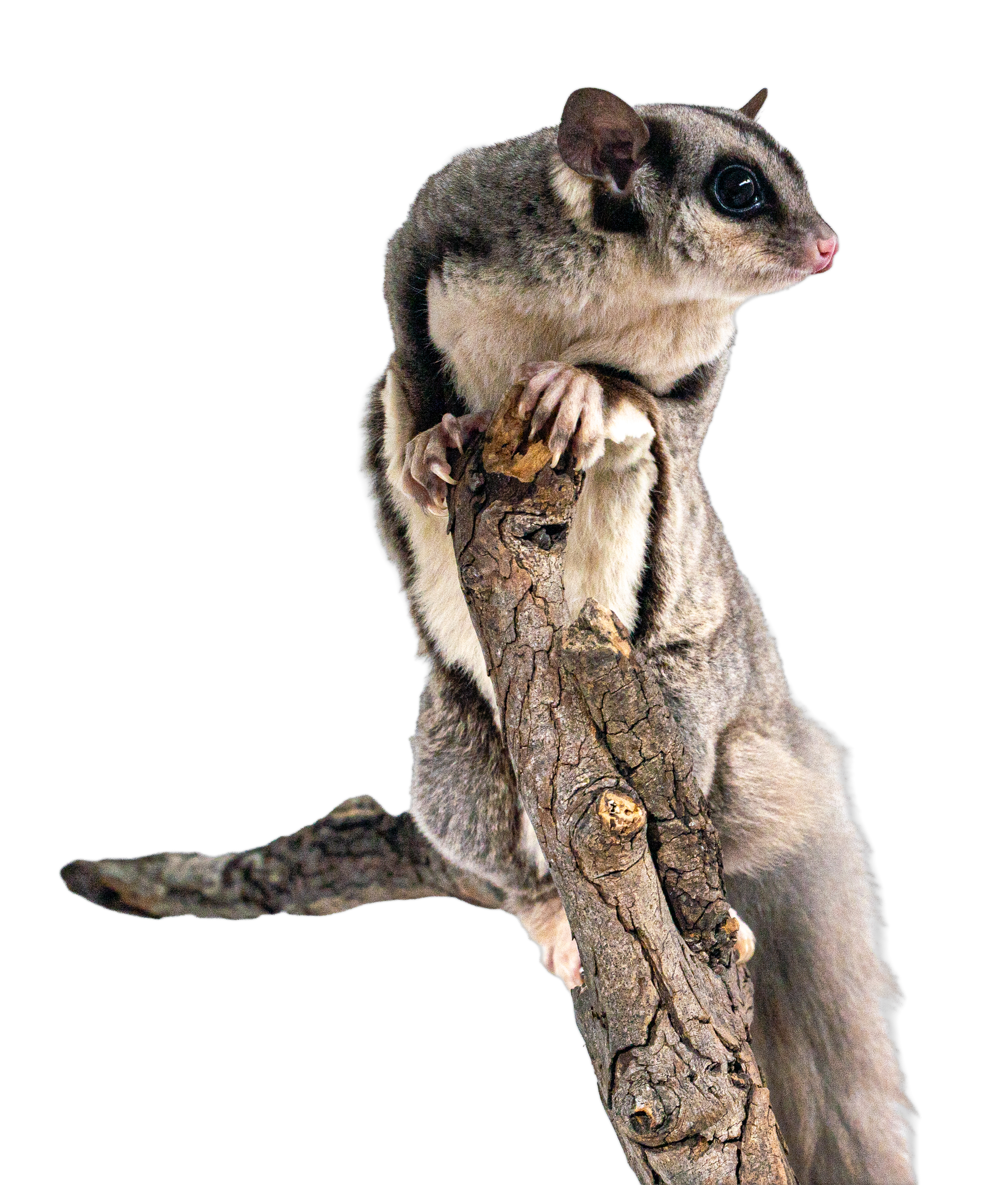 Close-up of a squirrel glider with large black eyes, pink nose, and gray-brown fur, perched on a branch with textured bark, against a black background.
