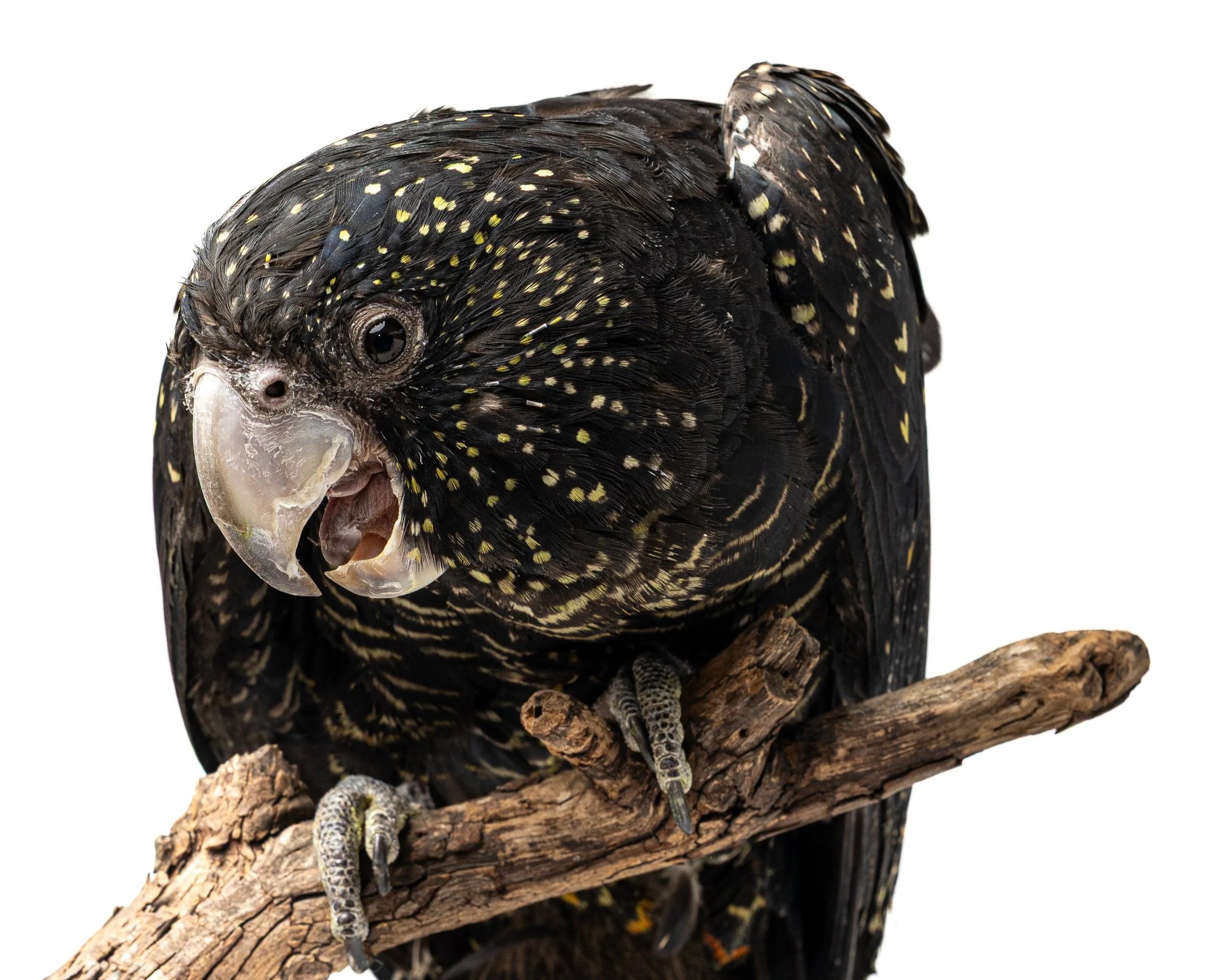 Close-up of a Red-tailed Black Cockatoo with yellow speckles on its black feathers, perched on a piece of wood against a plain white background.