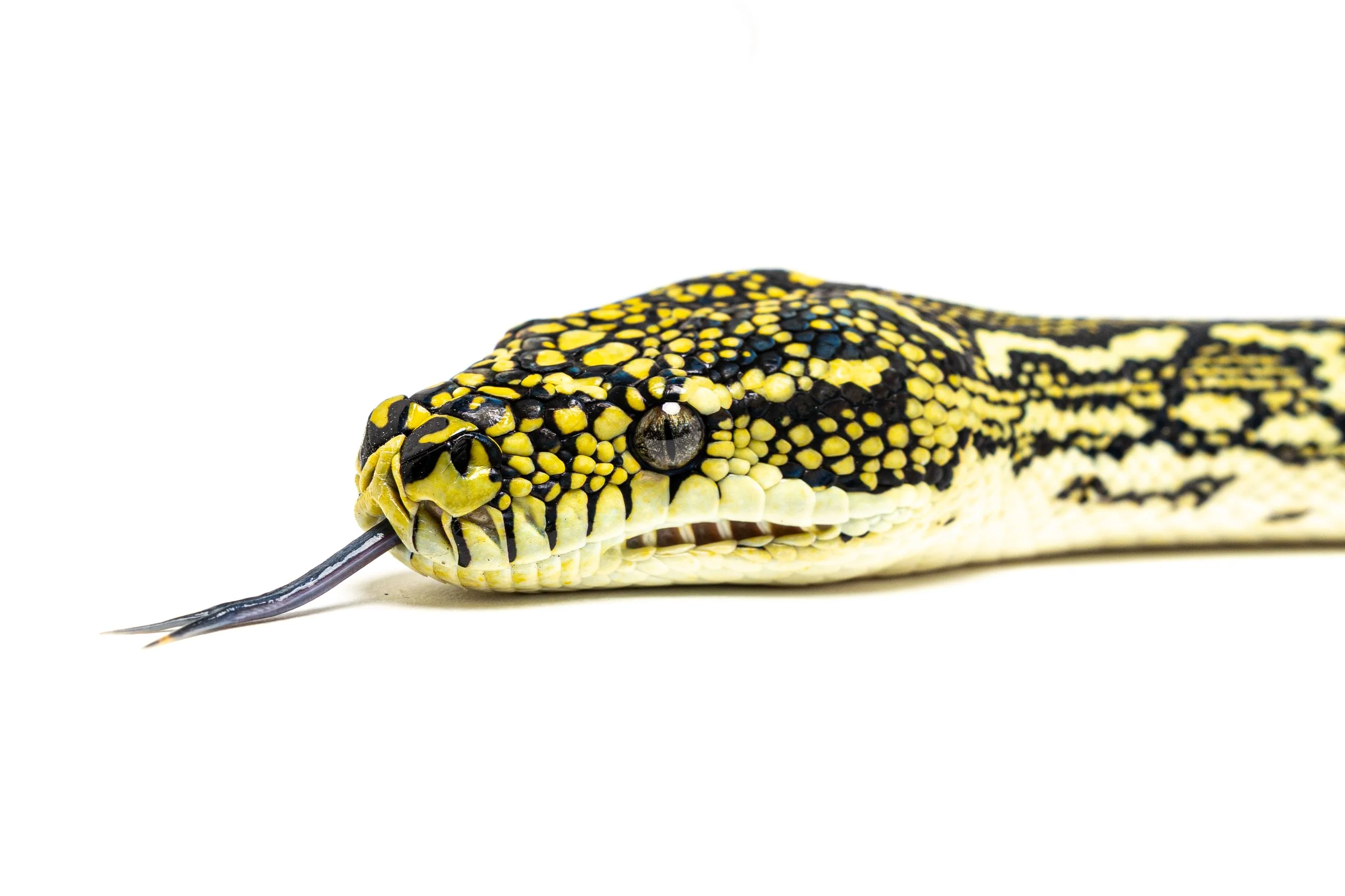 Close-up of a colorful monitor lizard with yellow and black patterned scales on white background.