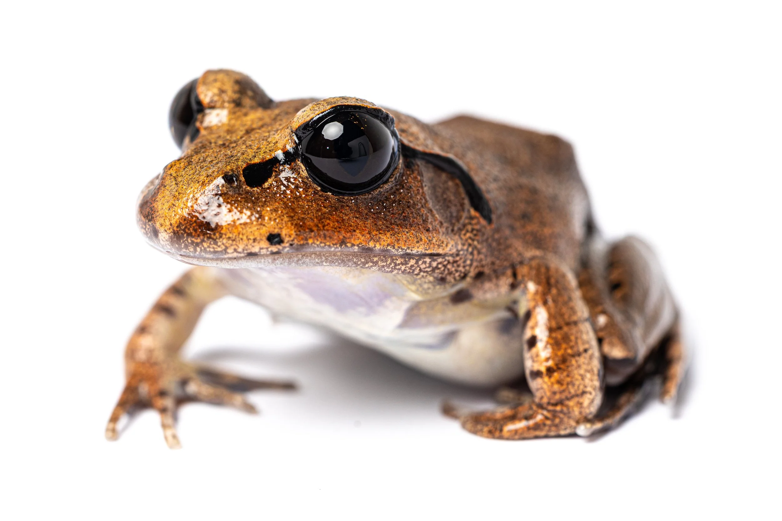 Close-up of a frog's face showing black eyes and textured brown and orange skin on a white background.