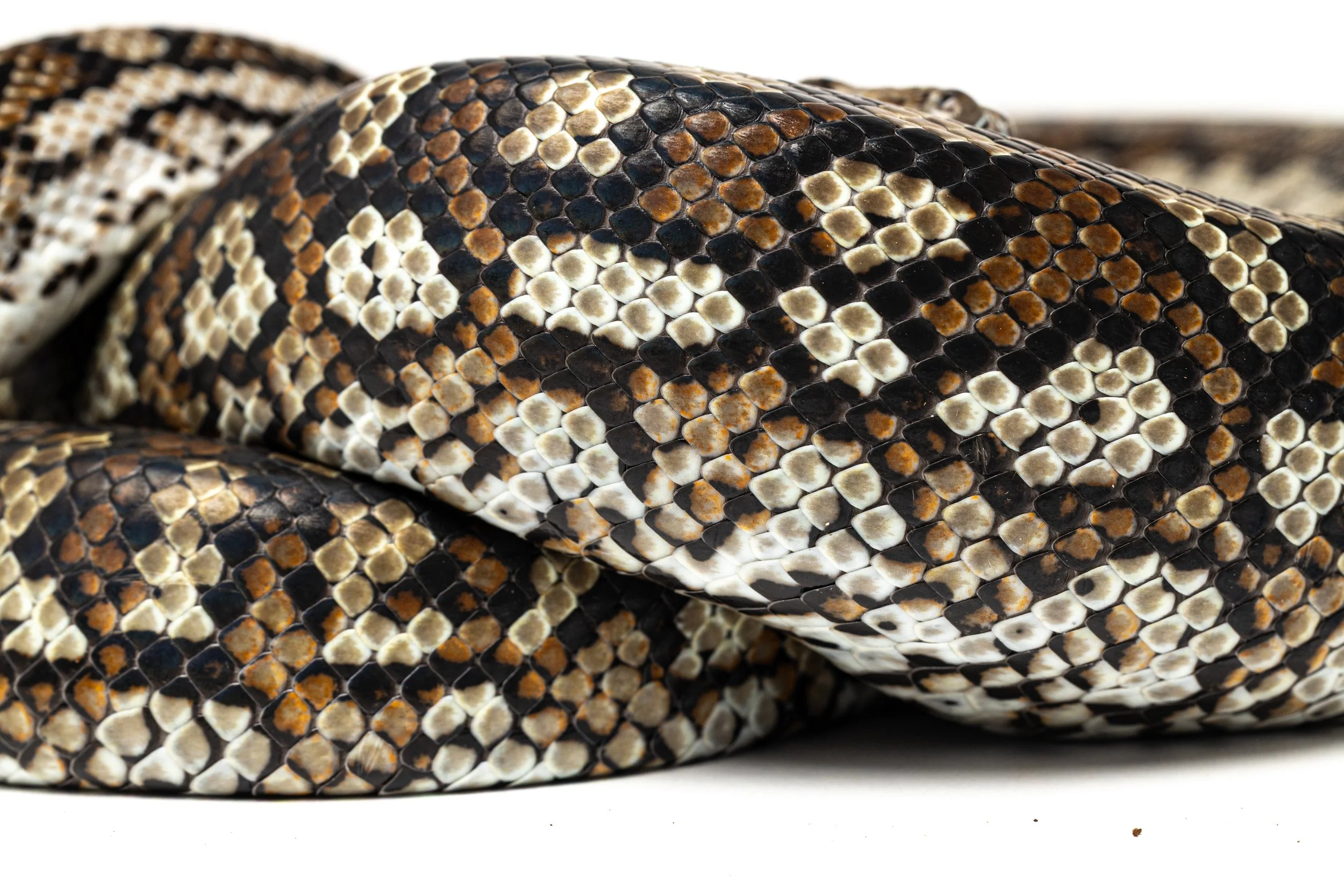 Close-up of a coiled carpet python with black, tan, and white patterned scales on a white background.