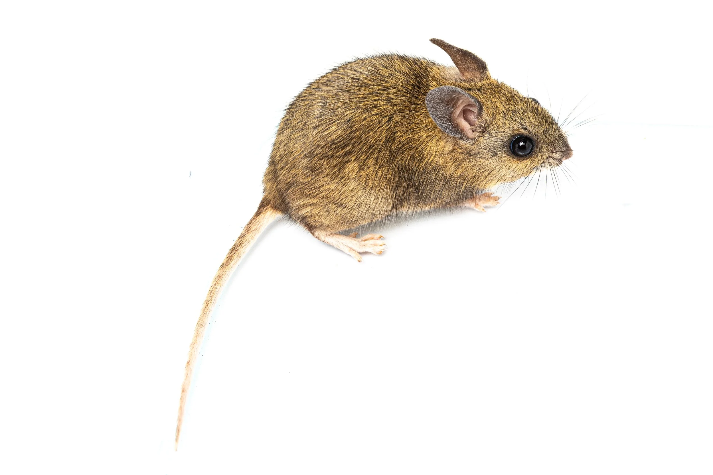 A small, brown mouse with large black eyes, pointed ears, and a long, thin tail, sitting on a white background.