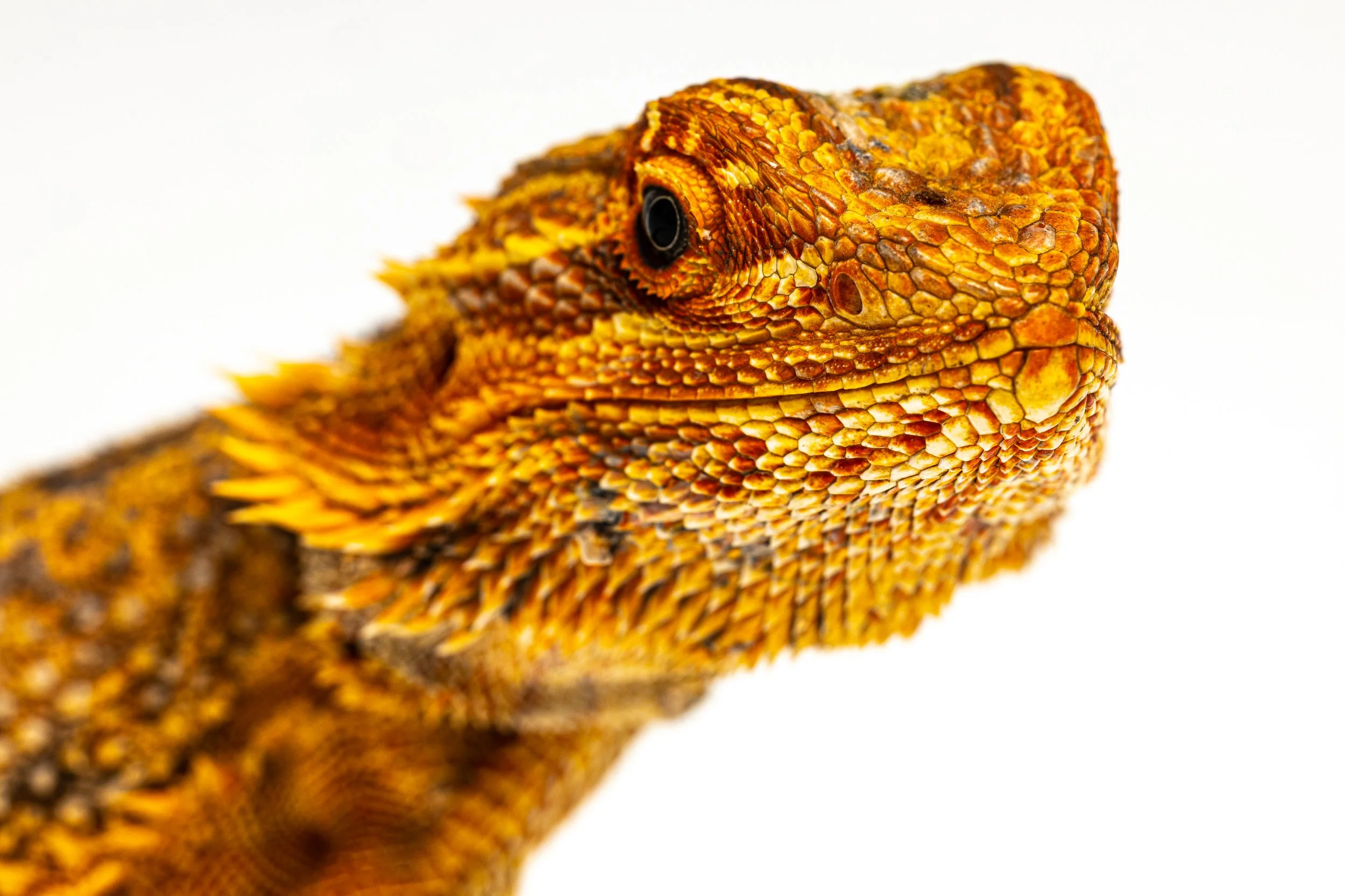 Close-up of a Bearded Dragon's head with orange, yellow, and black scales, against a white background.