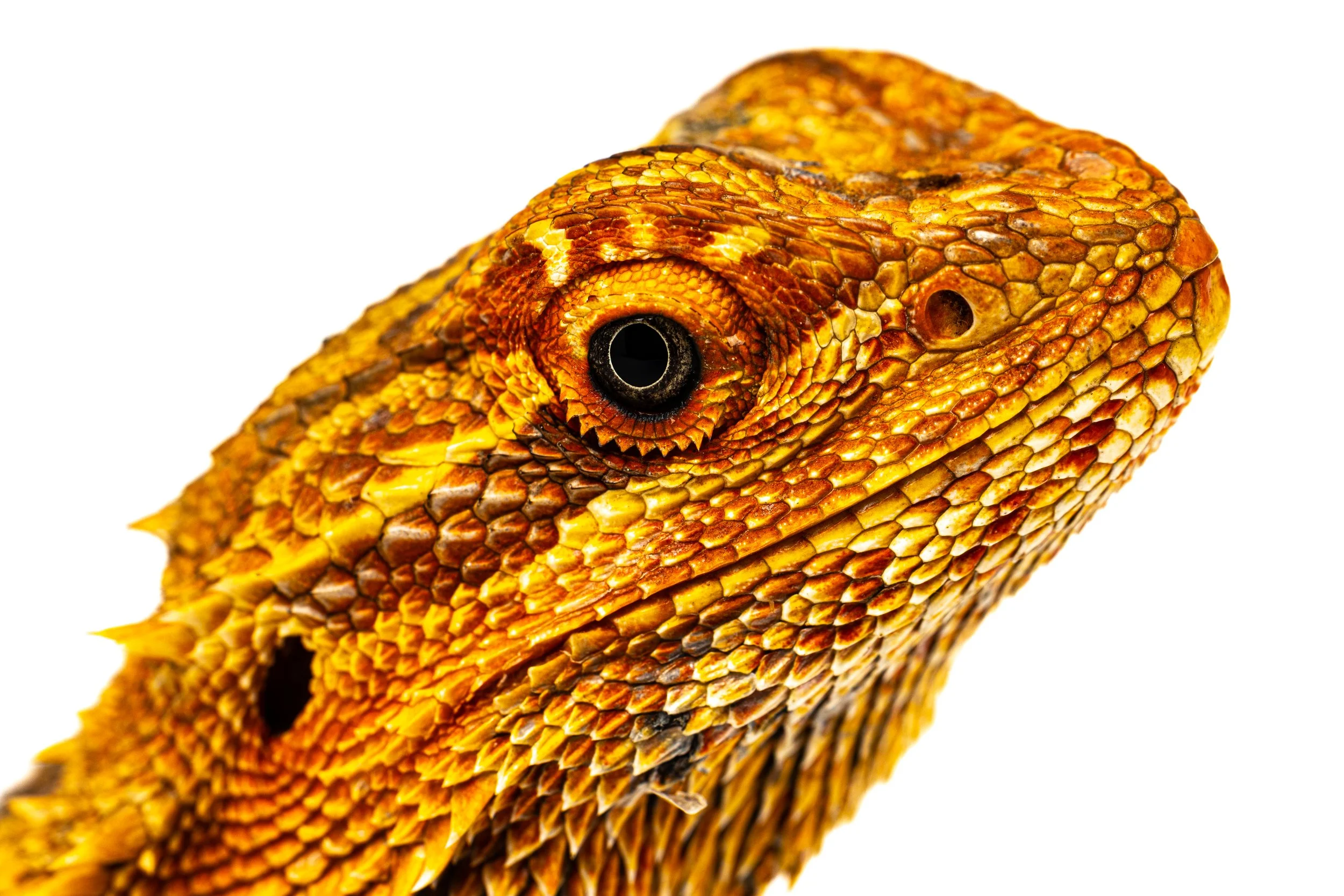 Close-up of a Bearded Dragon's head showing detailed, colourful scales and a large eye.