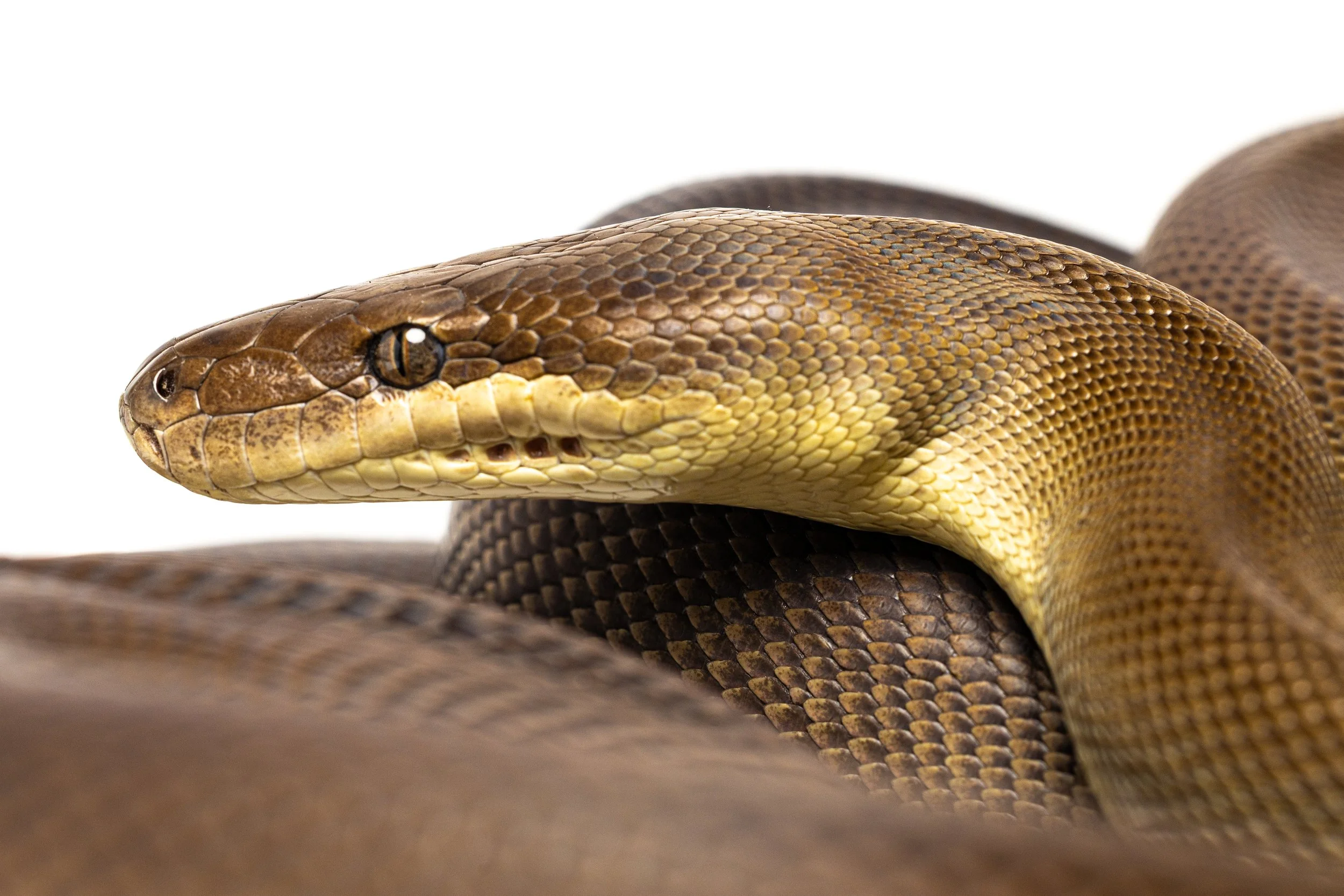 Close-up of an Olive Python's head and body with brown and yellow scales