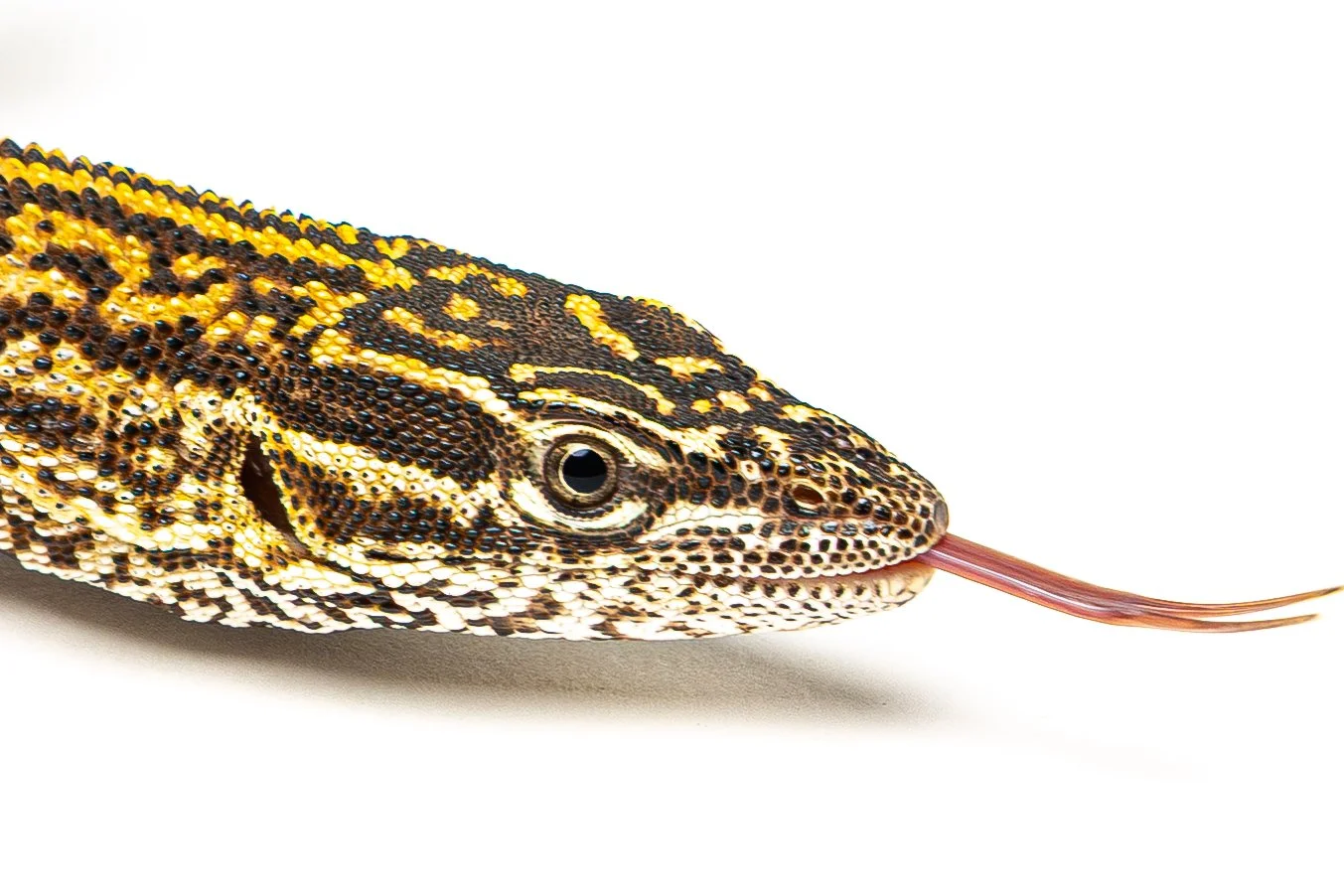 Close-up of a goanna's head with patterned scales, eye, and extended tongue against a white background.