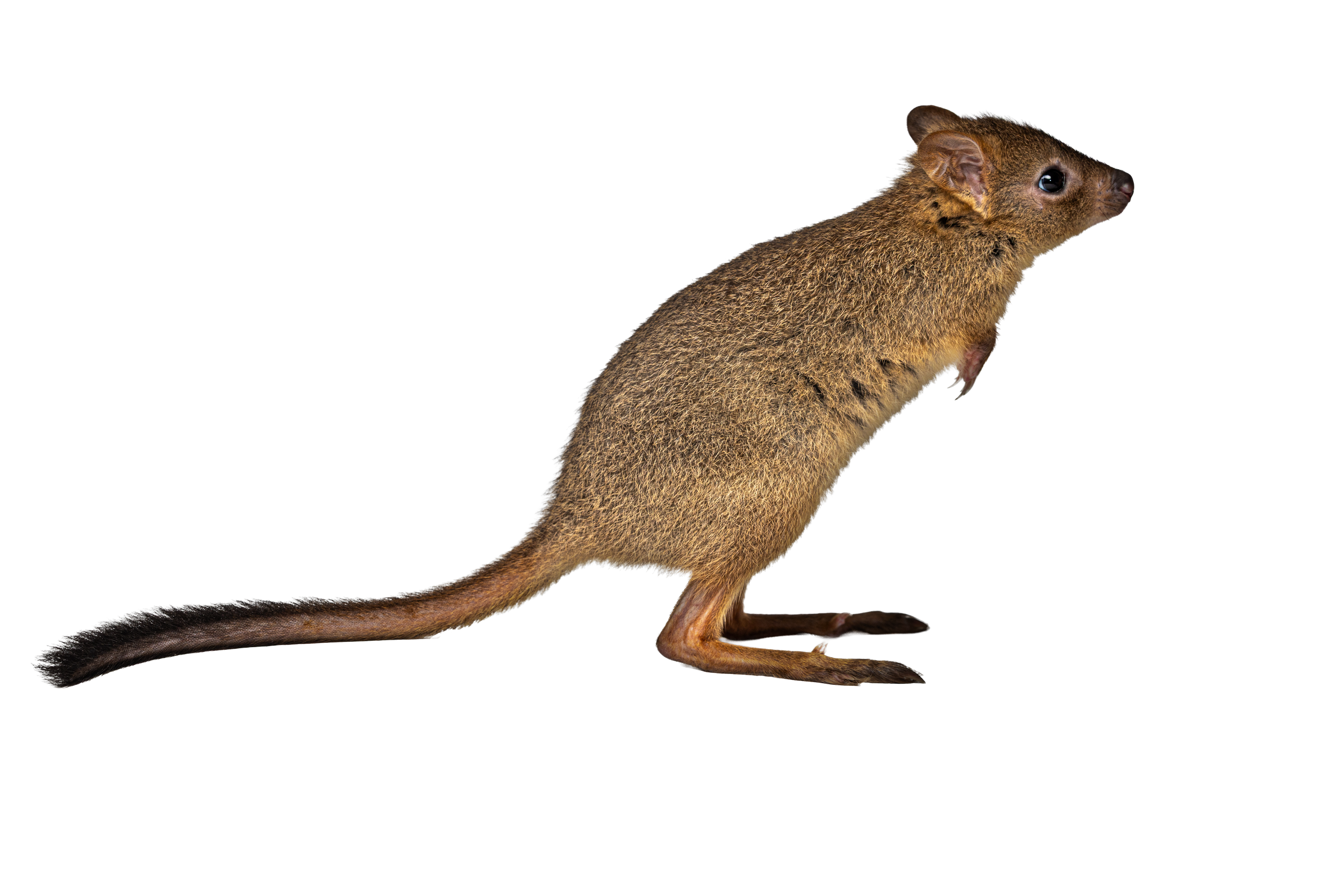 A woylie standing on its hind legs on a white background.
