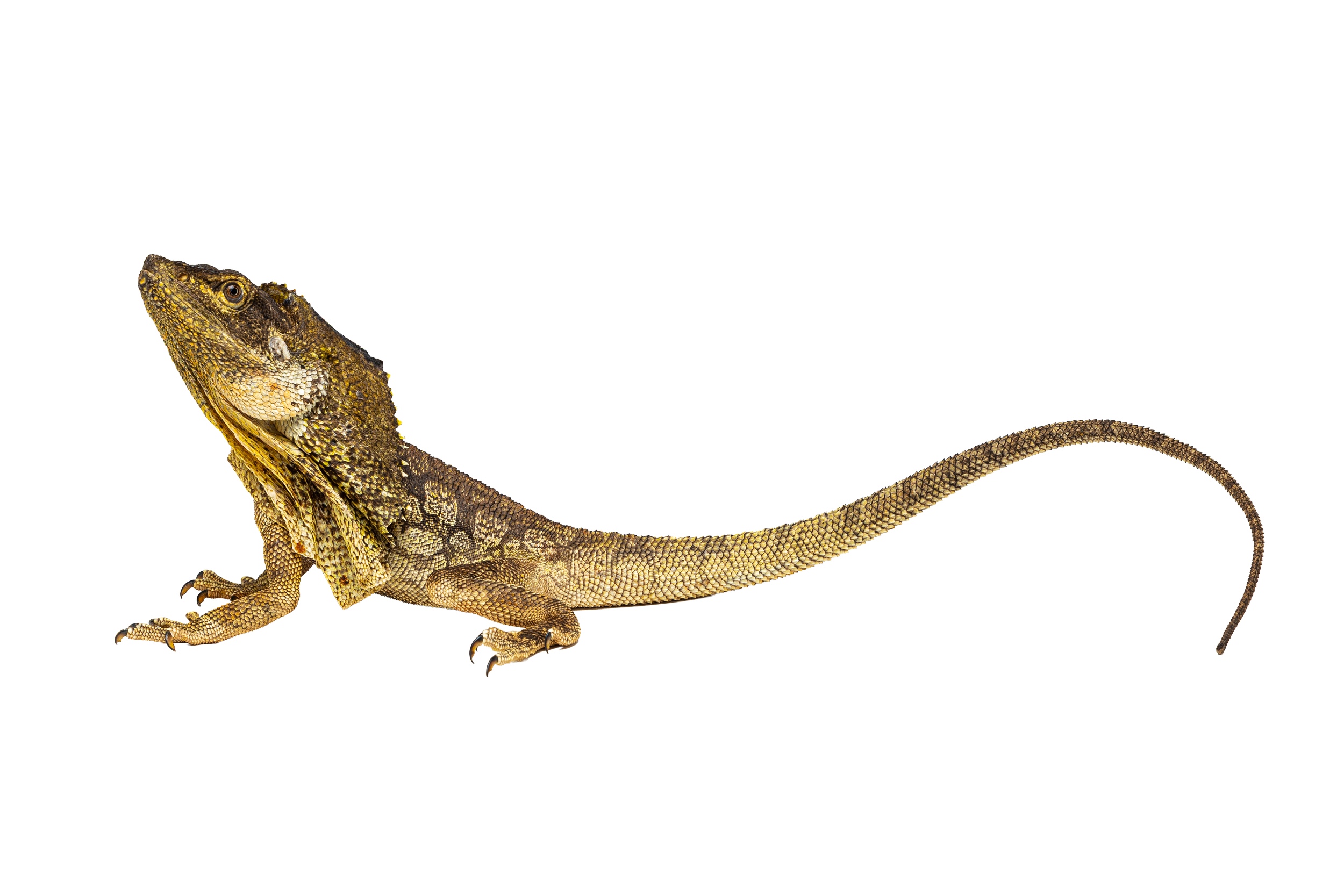 A close-up of a frilled-neck lizard on a white background.