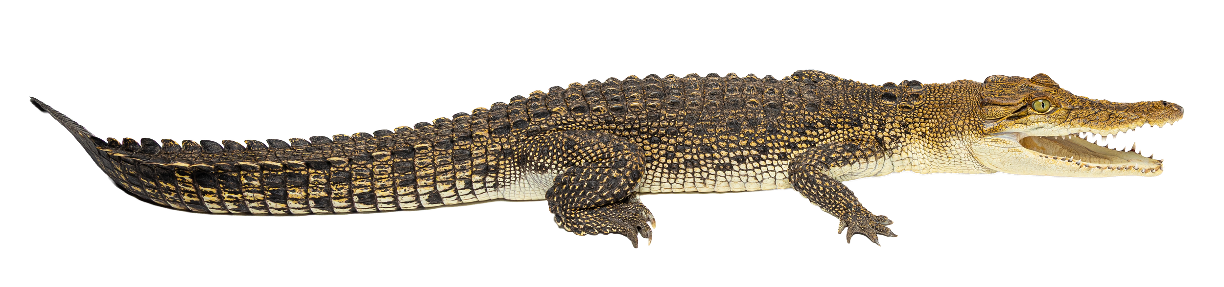 A crocodile with a long body, pointed snout, and rough scaly skin, lying on a flat surface.