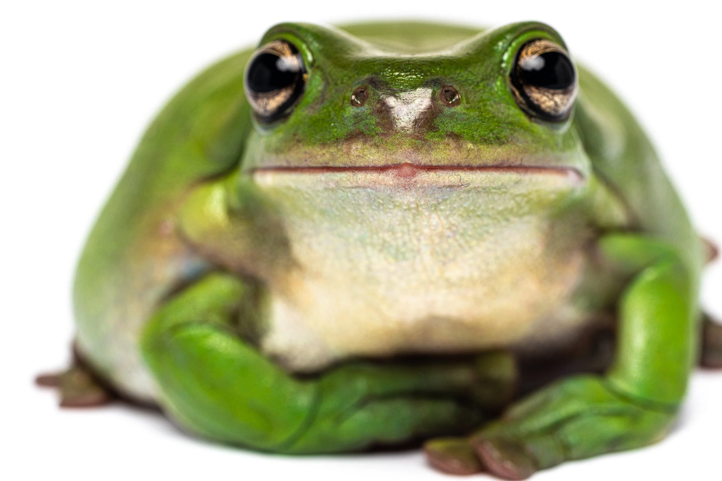 Close-up of a green frog with black eyes and a white background.