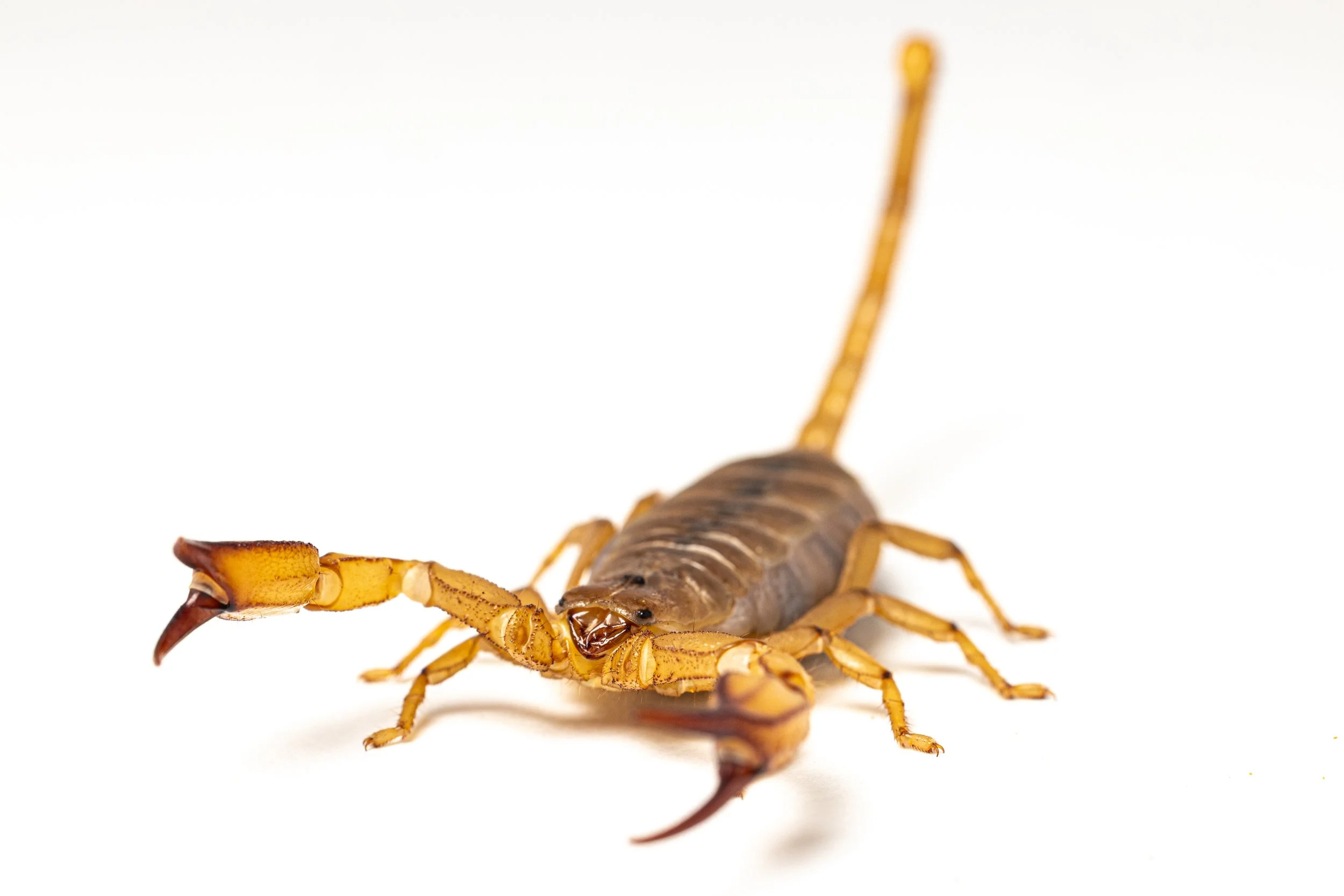 Close-up of a yellow-brown scorpion on a white background.