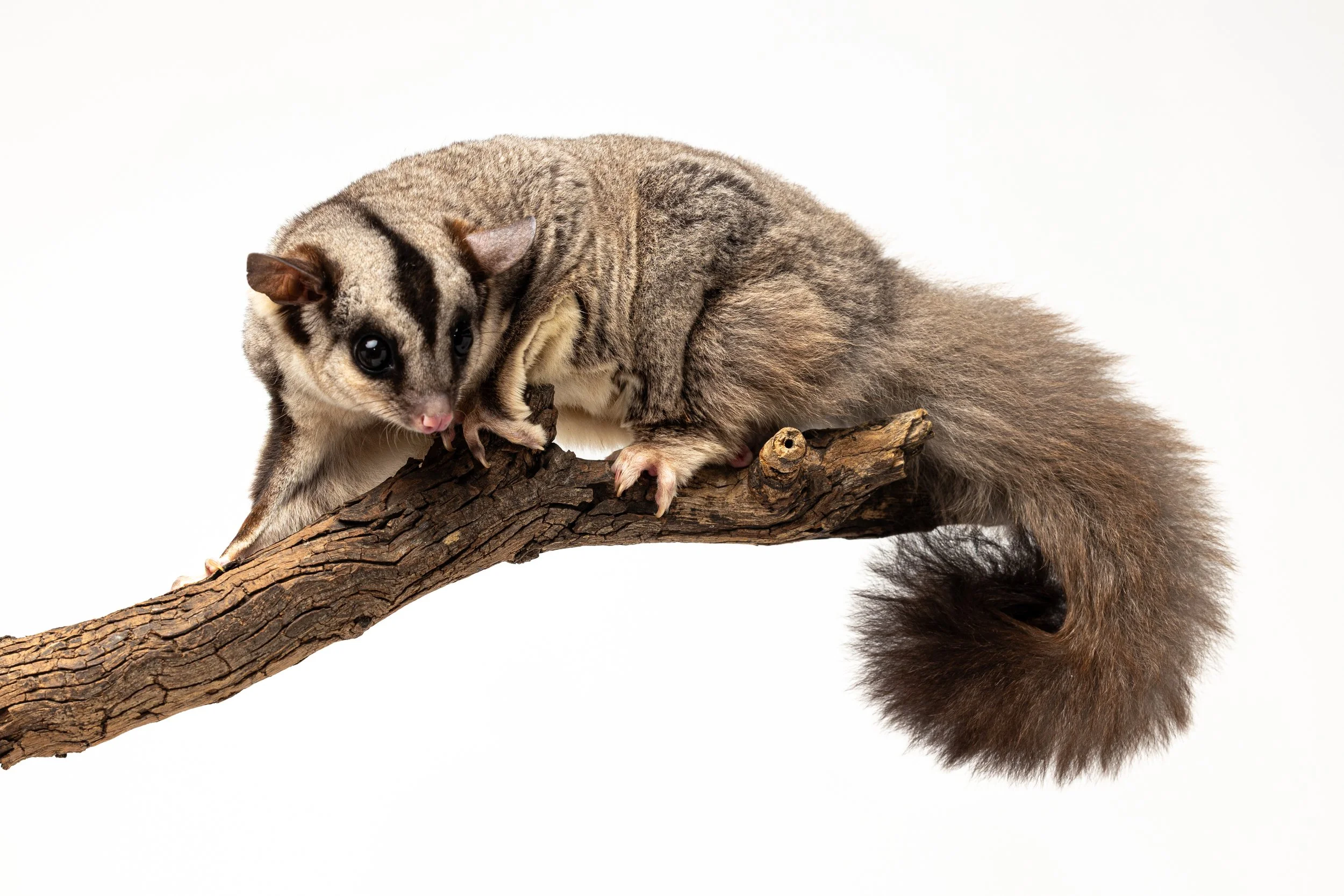A grey-coloured squirrel glider with dark markings on its face and a bushy tail, perched on a tree branch against a white background.