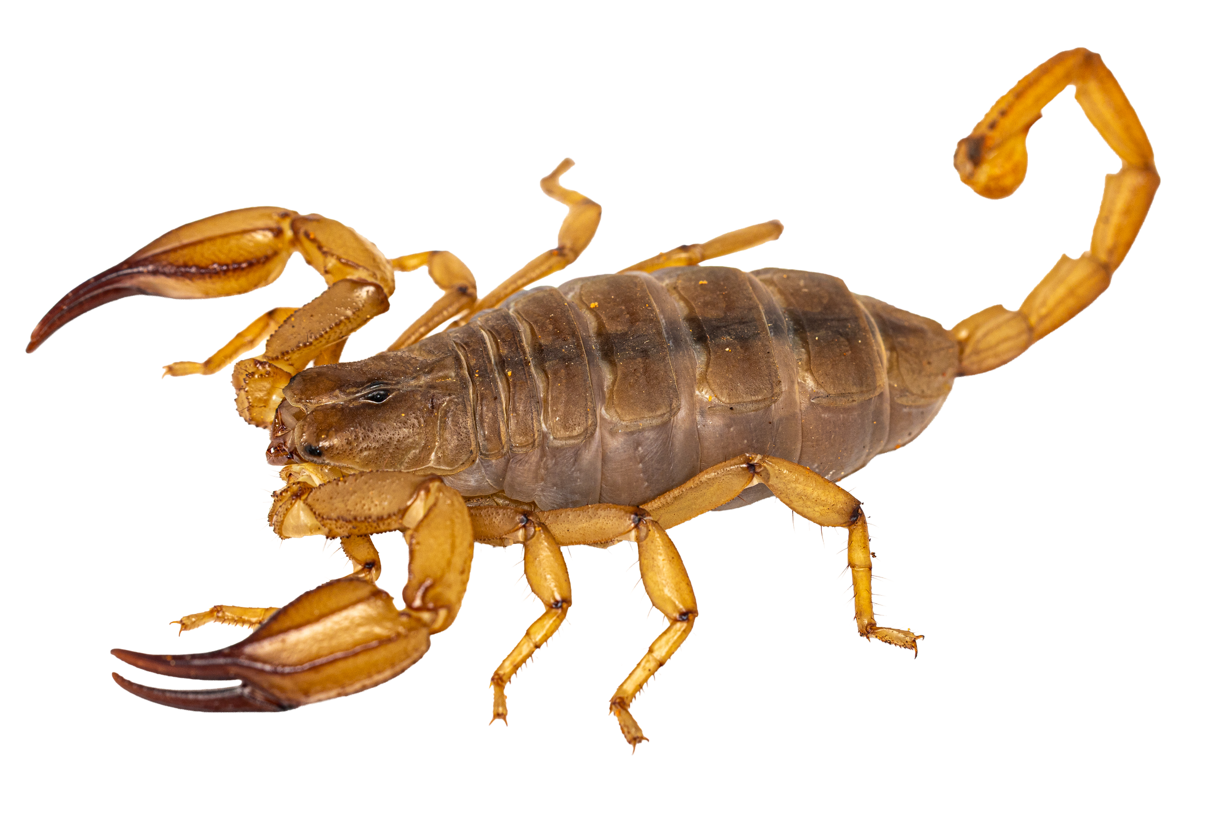 A close-up of a scorpion, showing its head, claws, legs, and curved tail with stinger.