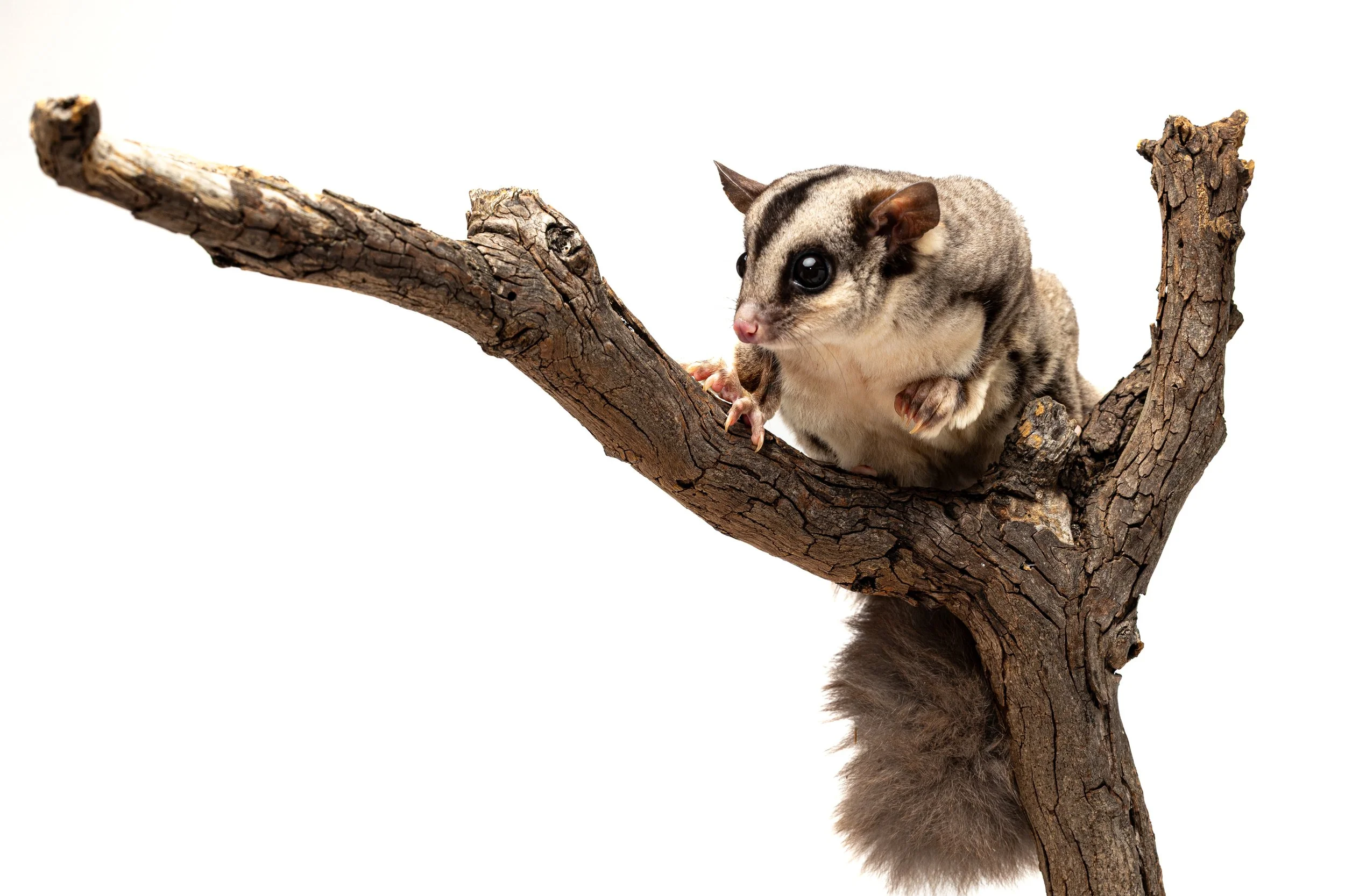 A Squirrel glider with large black eyes and grayish fur perched on a tree branch.