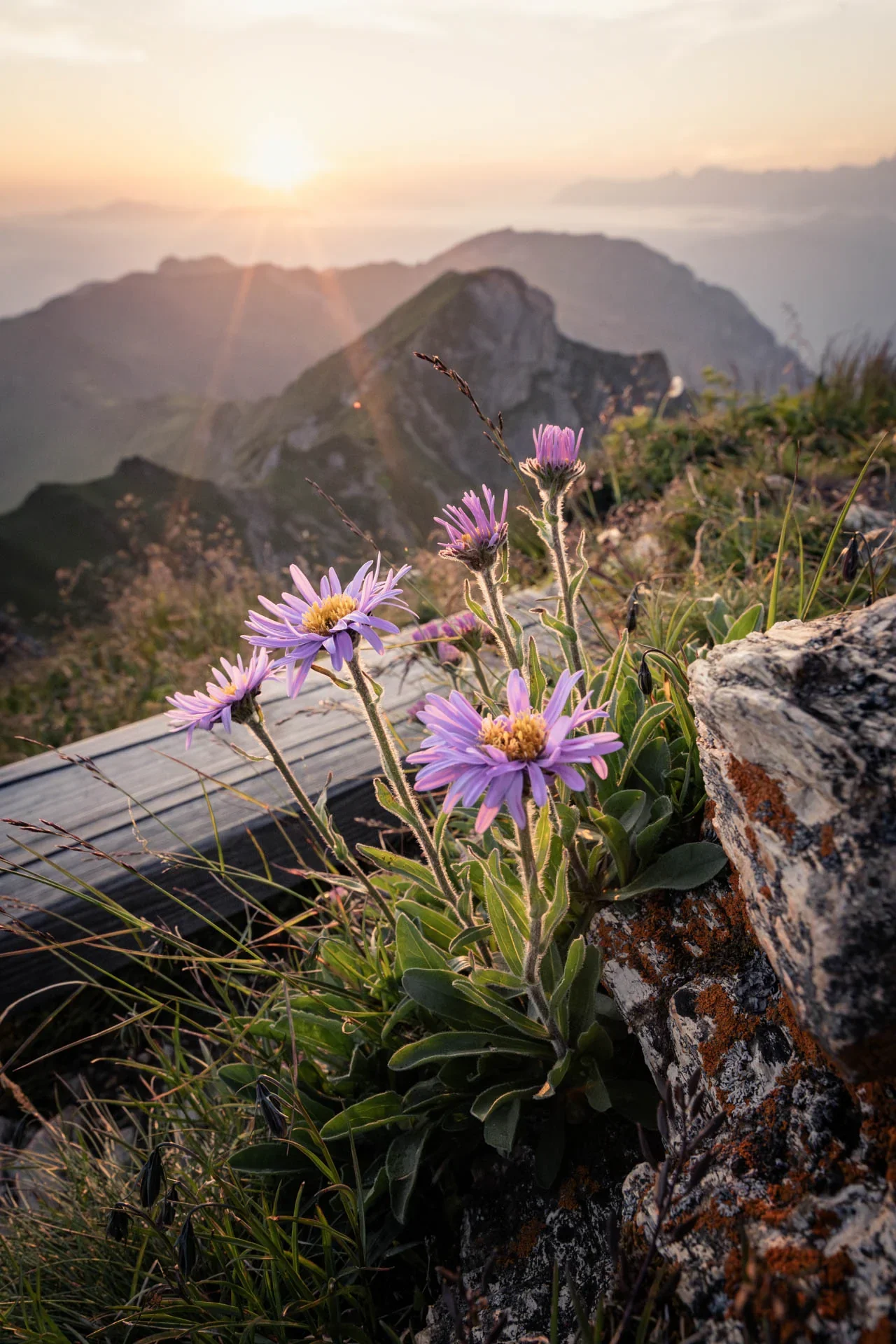 Alpenblumen im warmen Sonnenuntergang auf einem Berggipfel in Österreich, fotografiert von Fotograf Dominik Lüdtke.