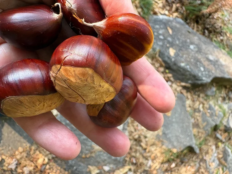 Frisch gesammelte Kastanien aus dem Bergell
