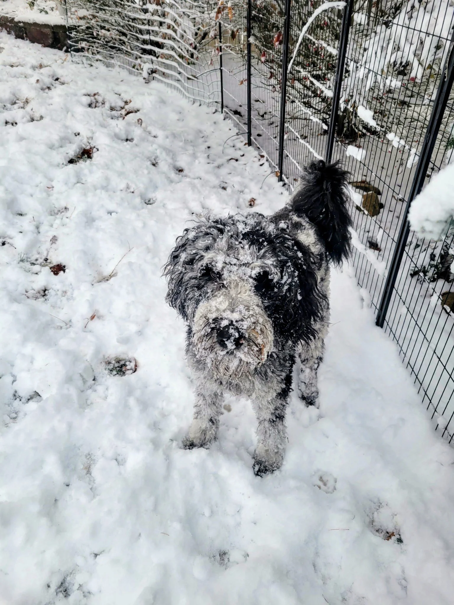 A dog with curly fur standing in the snow near a black metal fence, with snow-covered plants behind the fence.