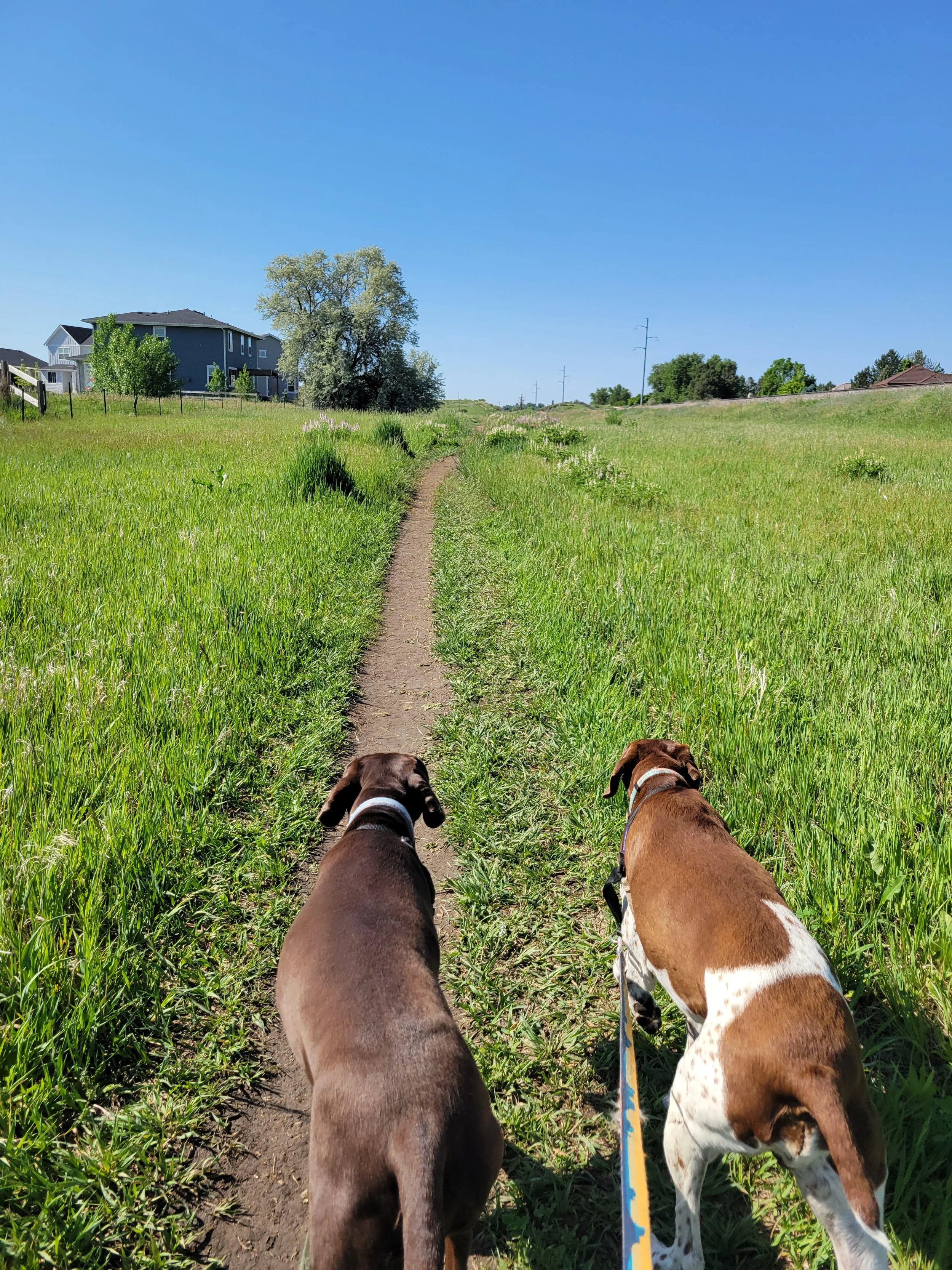 Two dogs walking down a narrow dirt trail through a green grassy field with houses and trees in the background under a blue sky.