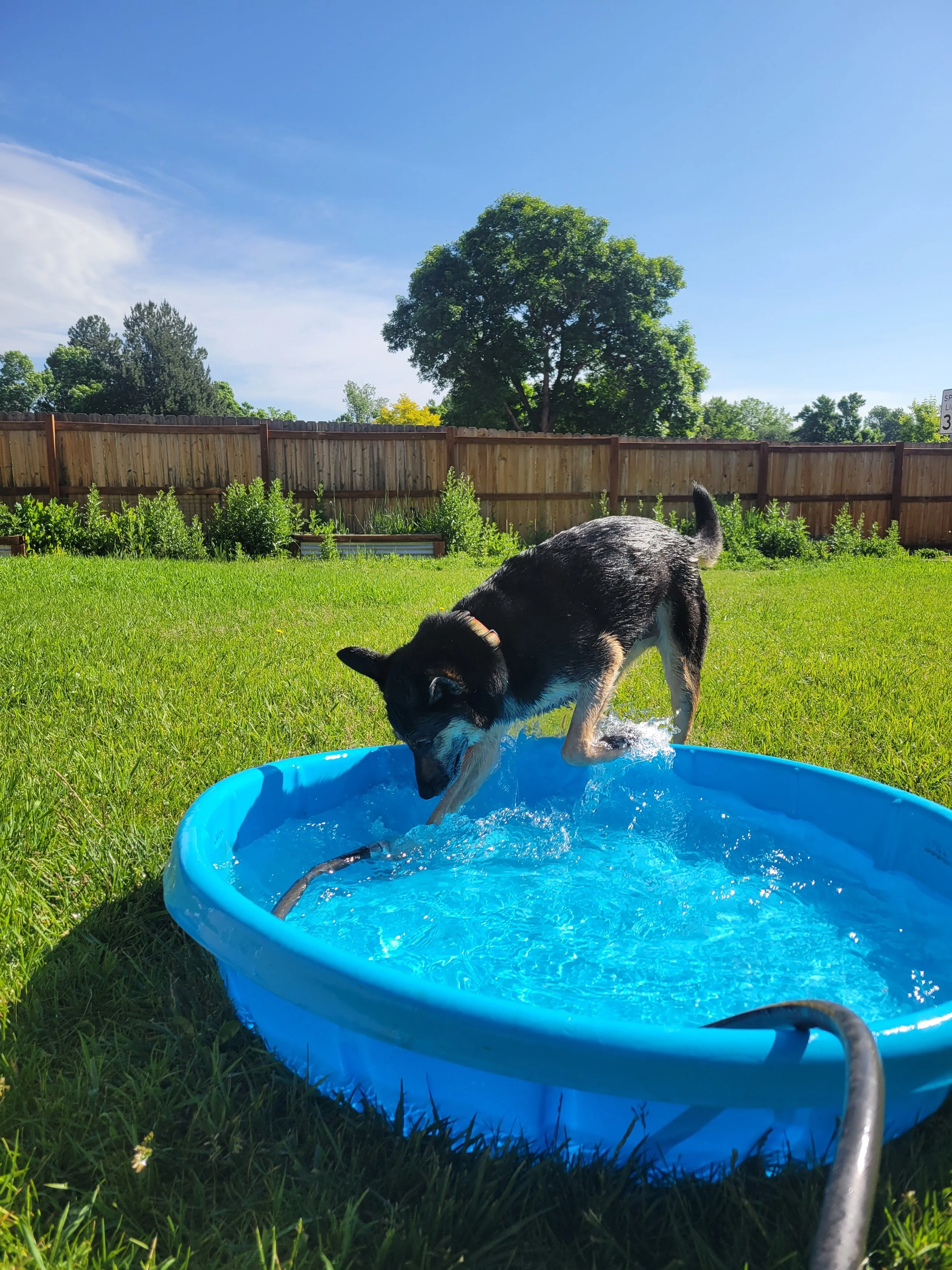 A black and white dog playing in a small blue plastic kiddie pool in a backyard on a sunny day, with a wooden fence, green grass, trees, and a bright blue sky in the background.