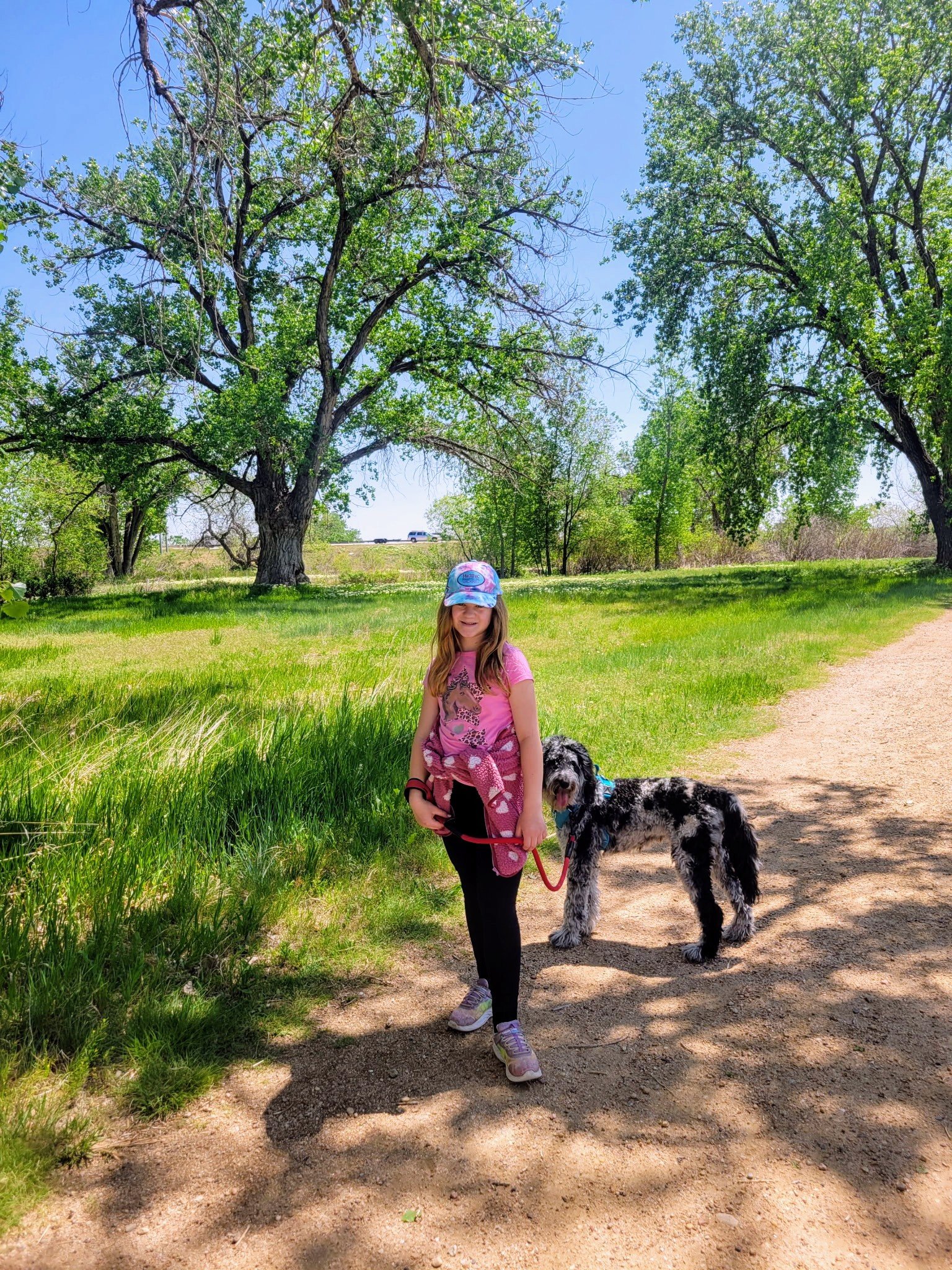 A girl walking a black and white dog on a leash on a trail through a green park with large trees and clear blue sky.