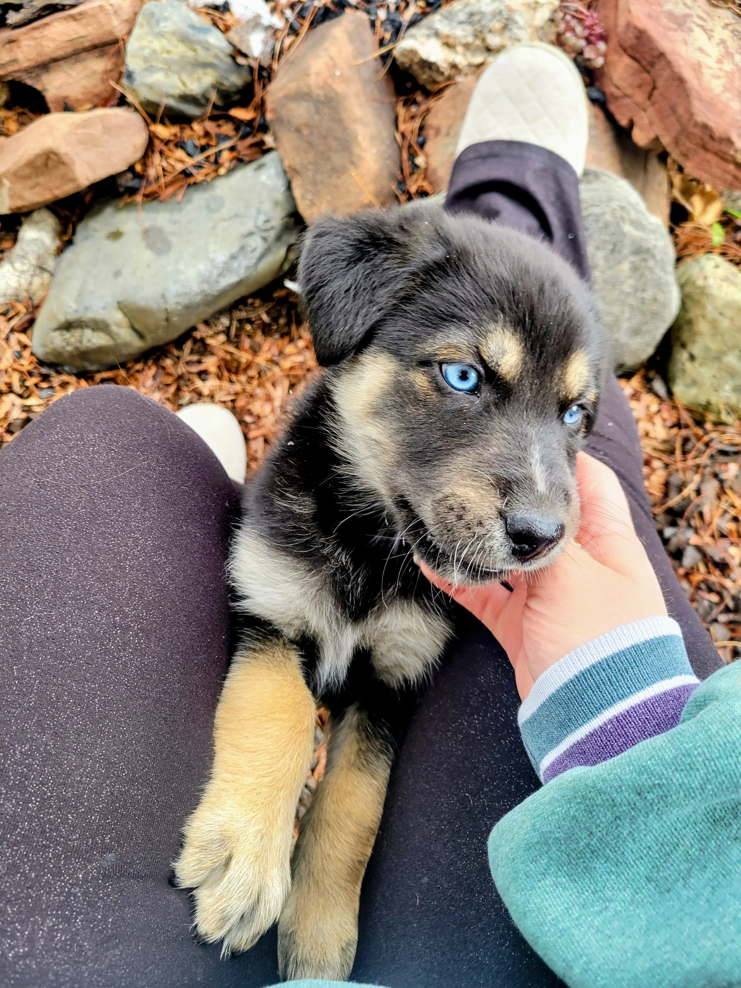 A person is sitting outdoors on rocky ground, holding a black and tan puppy with striking blue eyes.