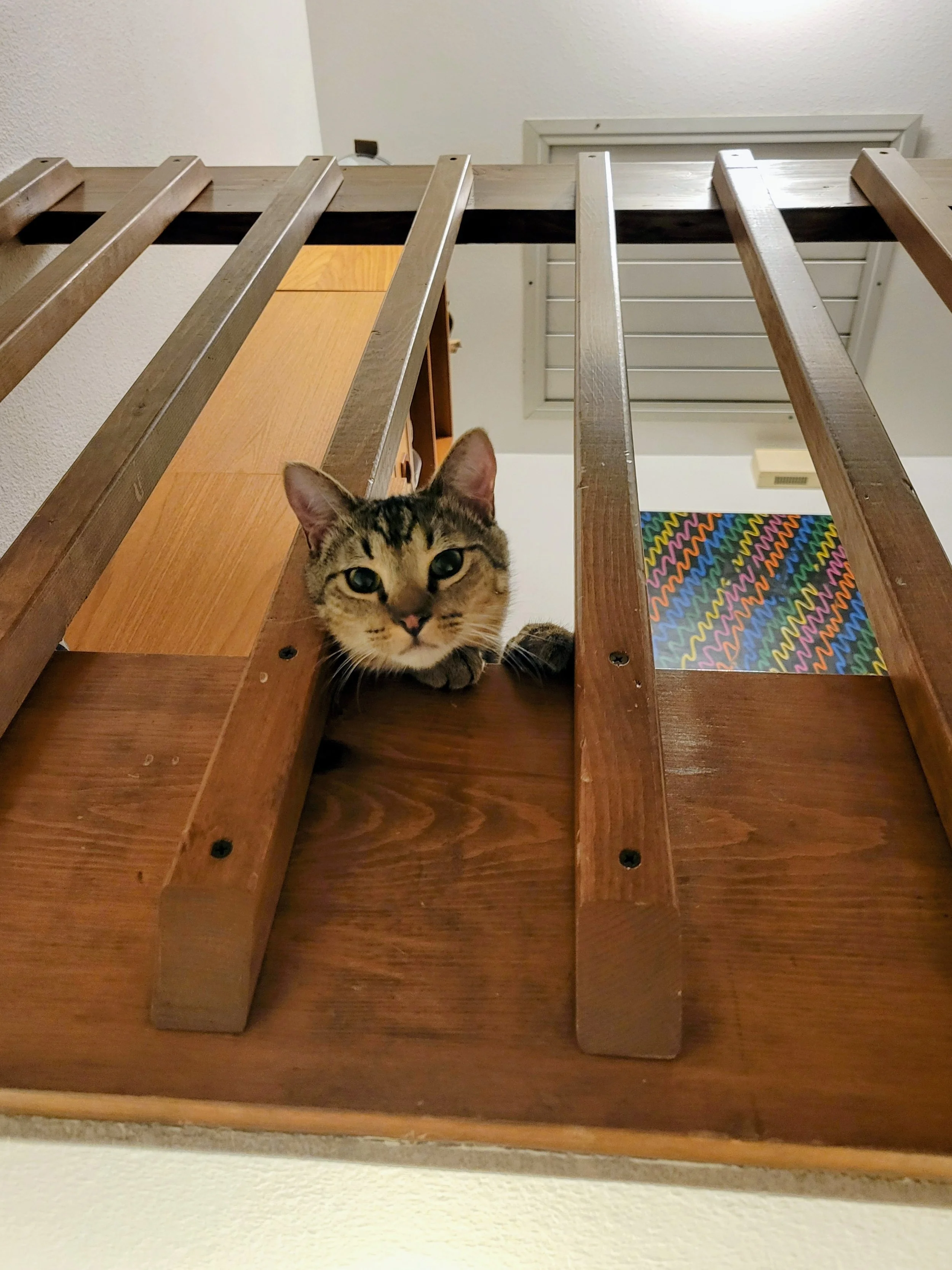 A tabby cat with green eyes peeking out from underneath a wooden structure, possibly a staircase, with a colorful, zigzag-patterned rug visible in the background.