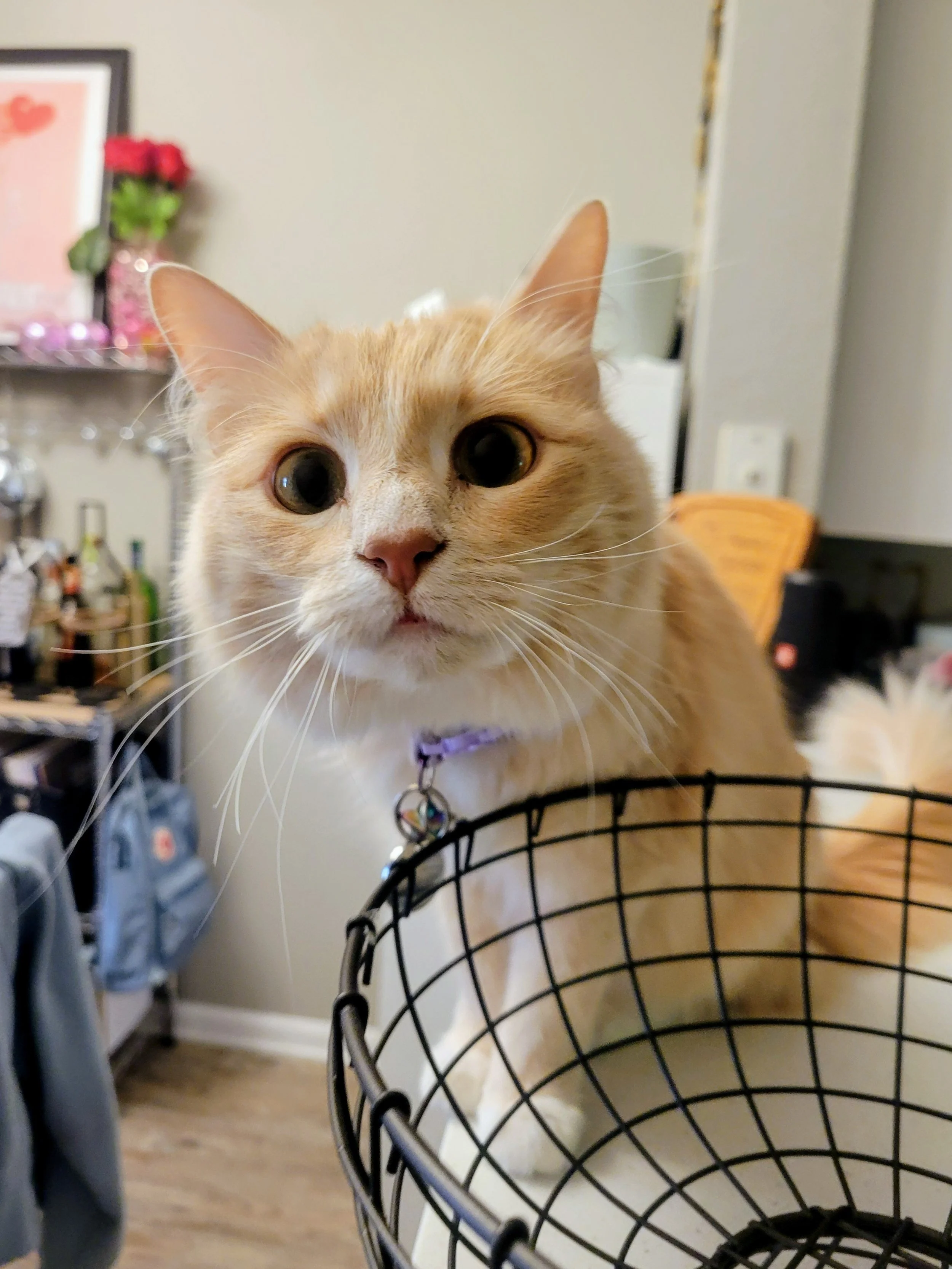 Close-up of an orange and white cat with big dark eyes leaning over a black wire laundry basket in a room with a gray wall and wooden floor.