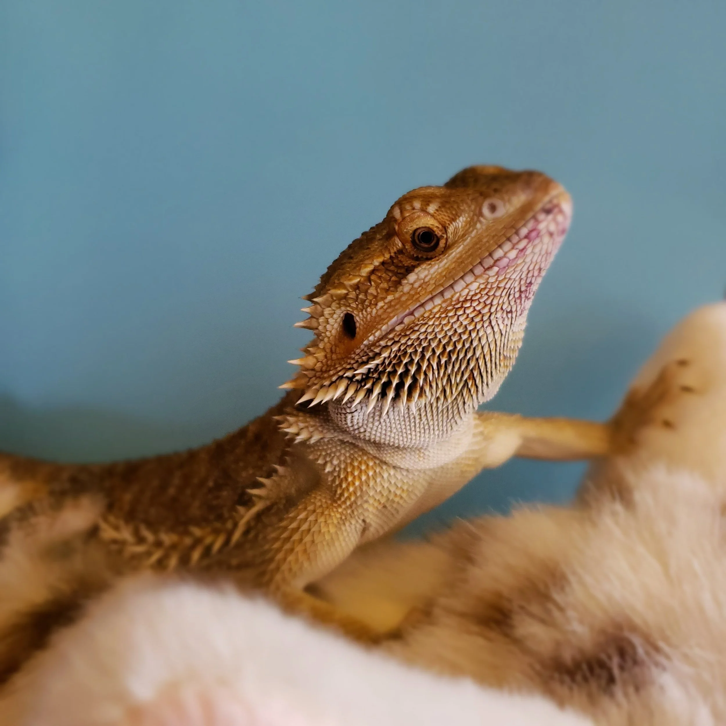 Close-up of a bearded dragon's head with detailed scales against a plain blue background.