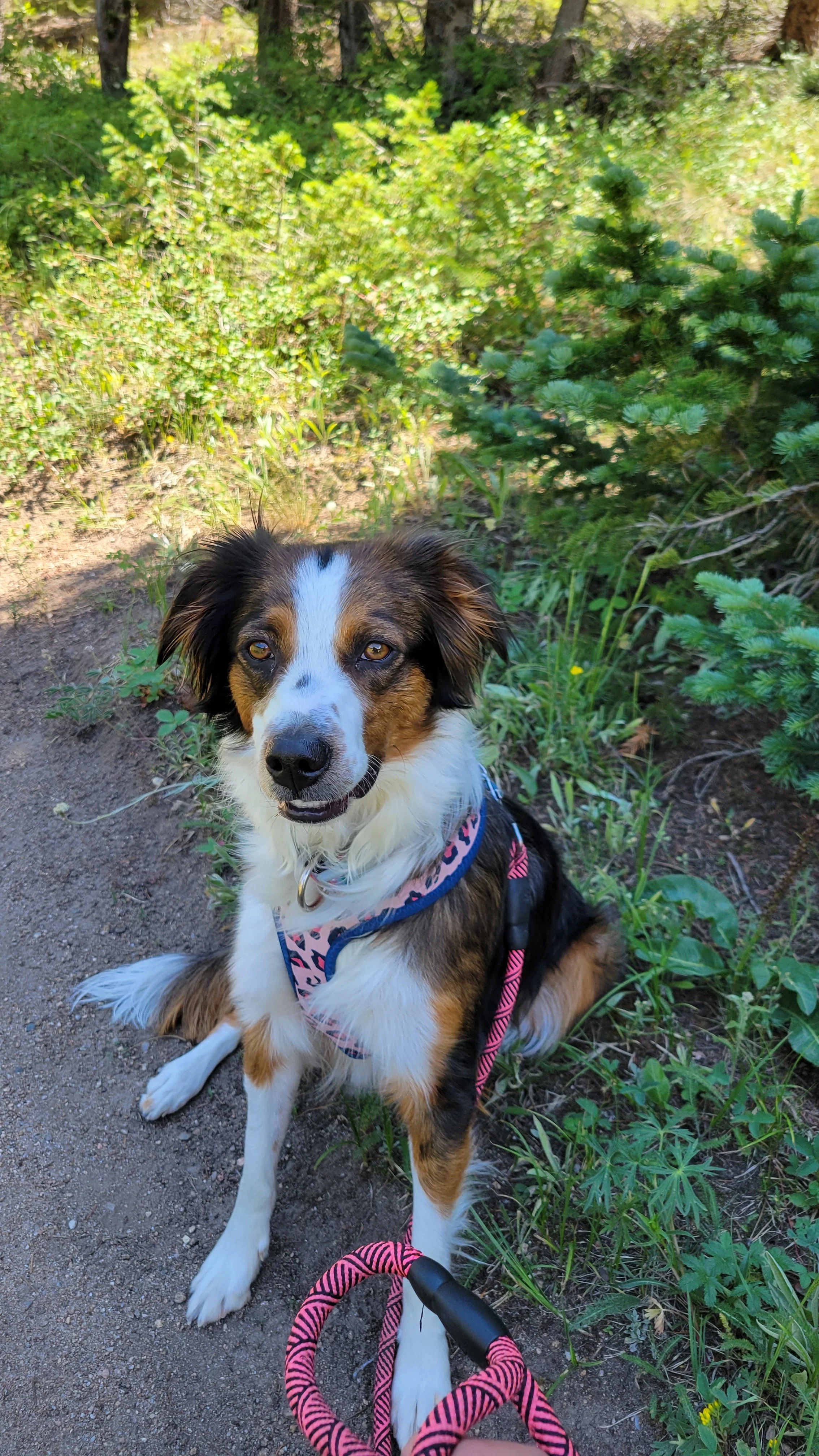A dog with black, white, and brown fur, sitting on a dirt trail in a forested area, wearing a pink and blue patterned harness and leash.