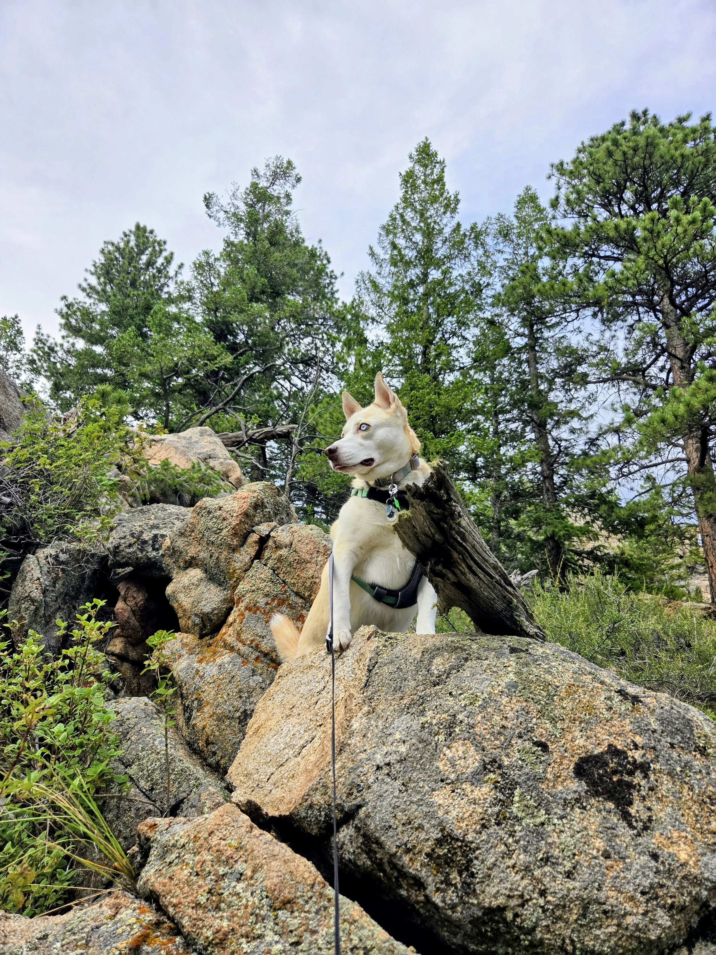 A husky dog with blue eyes standing on rocks in a forested area with tall green pine trees and a partly cloudy sky.