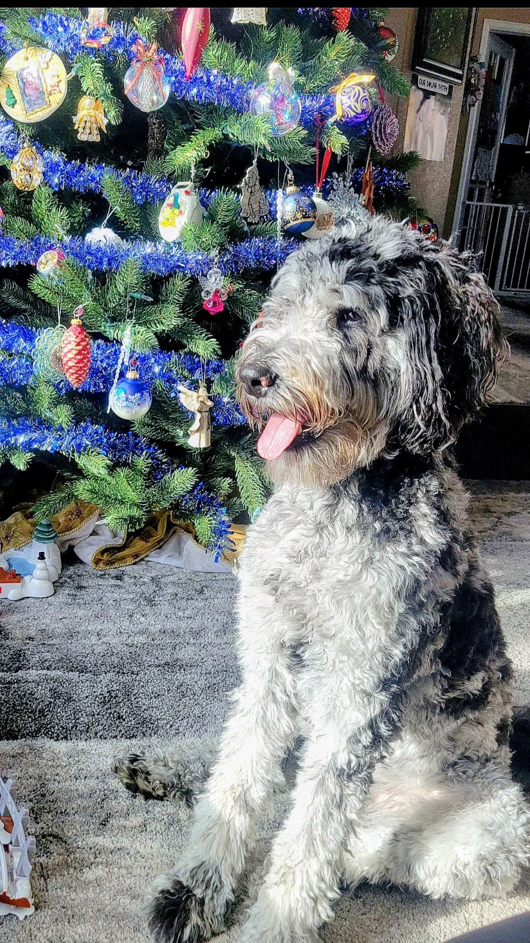A black and white fluffy dog sitting in front of a decorated Christmas tree with ornaments, tinsel, and holiday decorations.