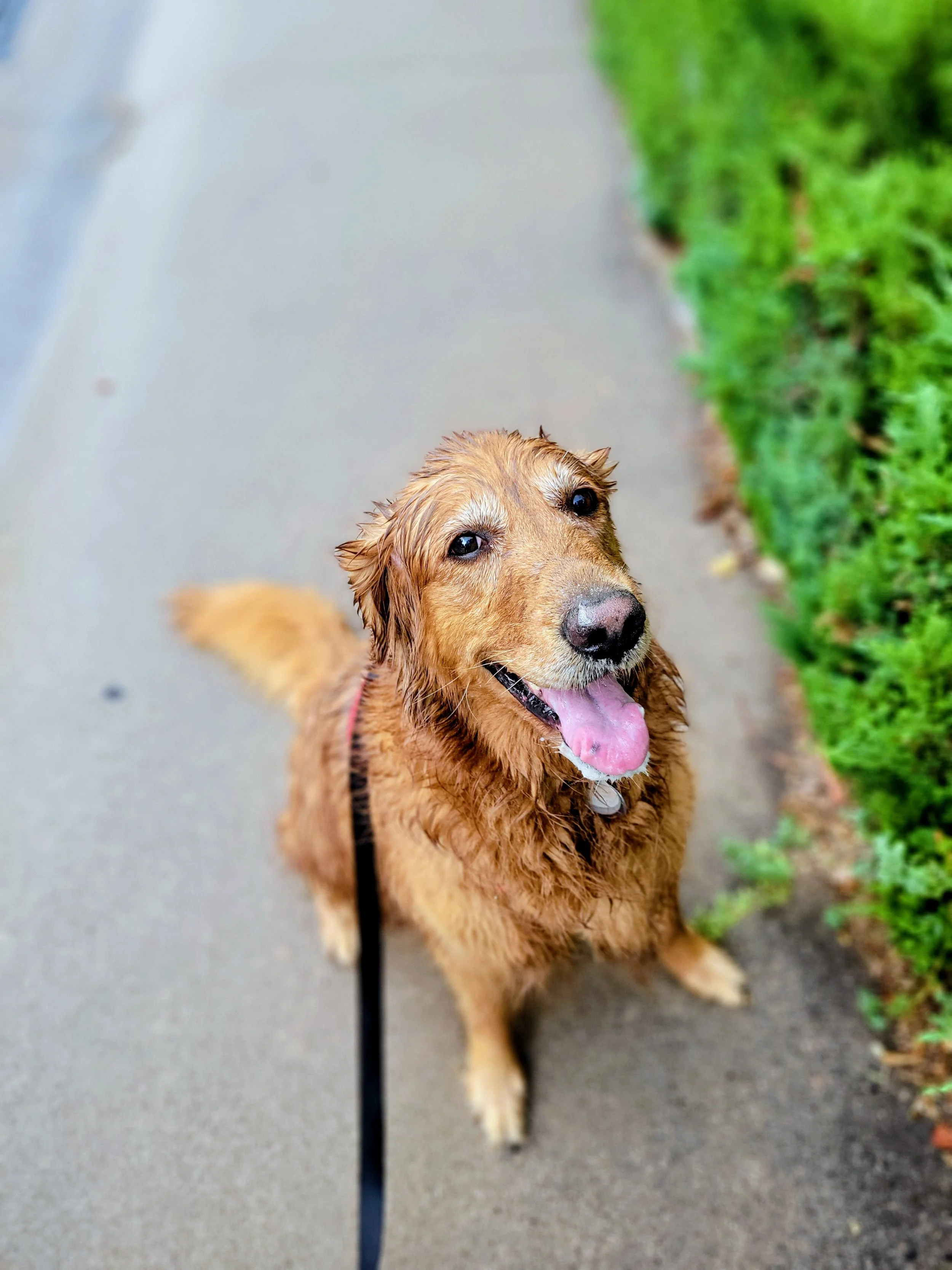 A happy golden retriever dog with wet fur, standing on a sidewalk near green bushes, looking up with its tongue out.