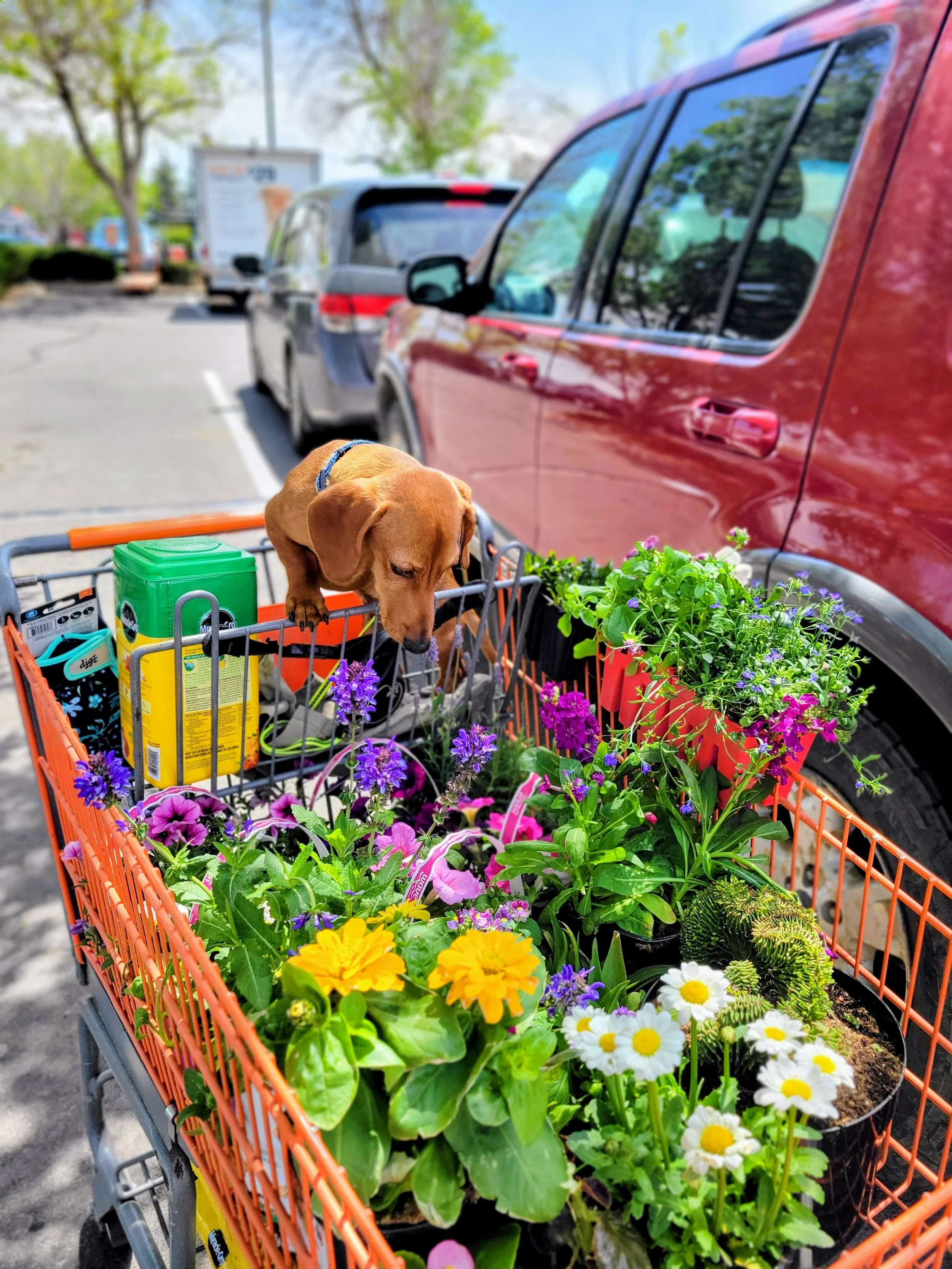 A view of a shopping cart filled with various colorful flowers, with parked cars and trees in the background at a parking lot.