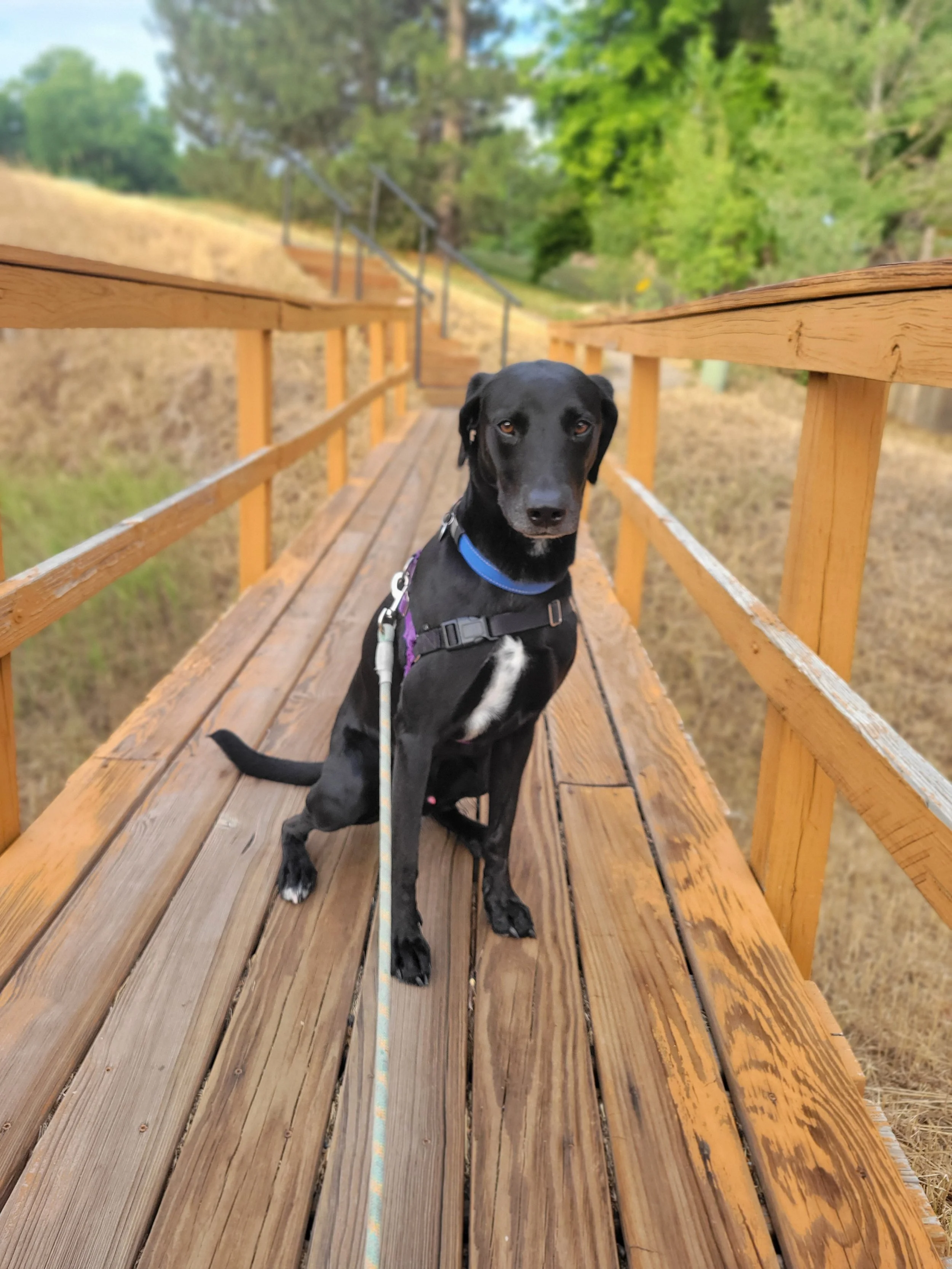 A black dog with brown eyes sitting on a wooden bridge surrounded by trees and greenery.