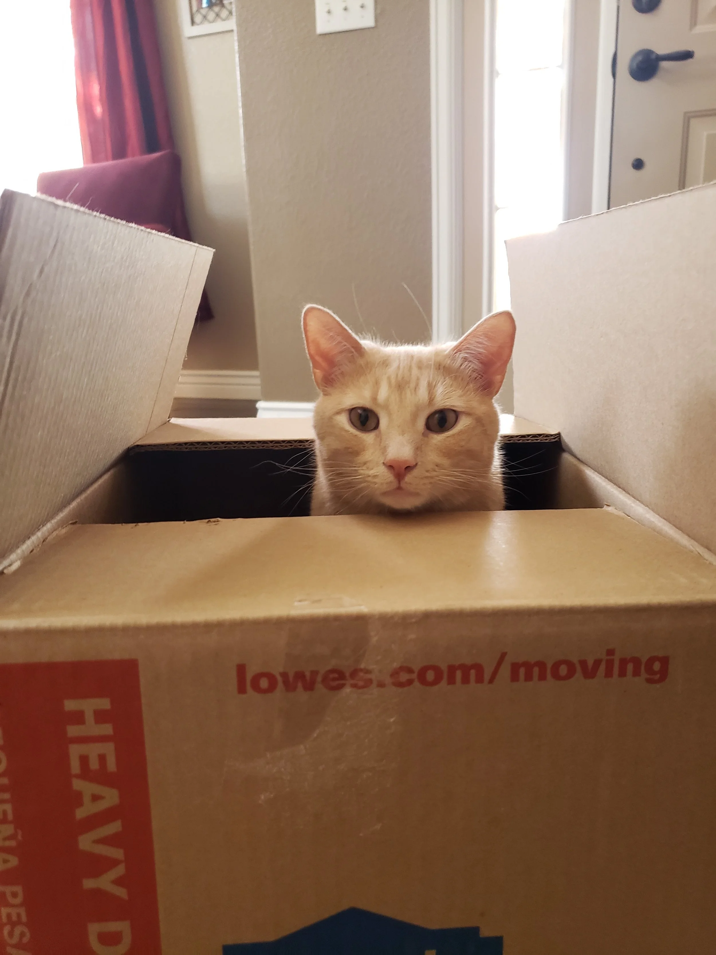 A close-up of a light orange tabby cat with green eyes inside a cardboard box, looking directly at the camera.