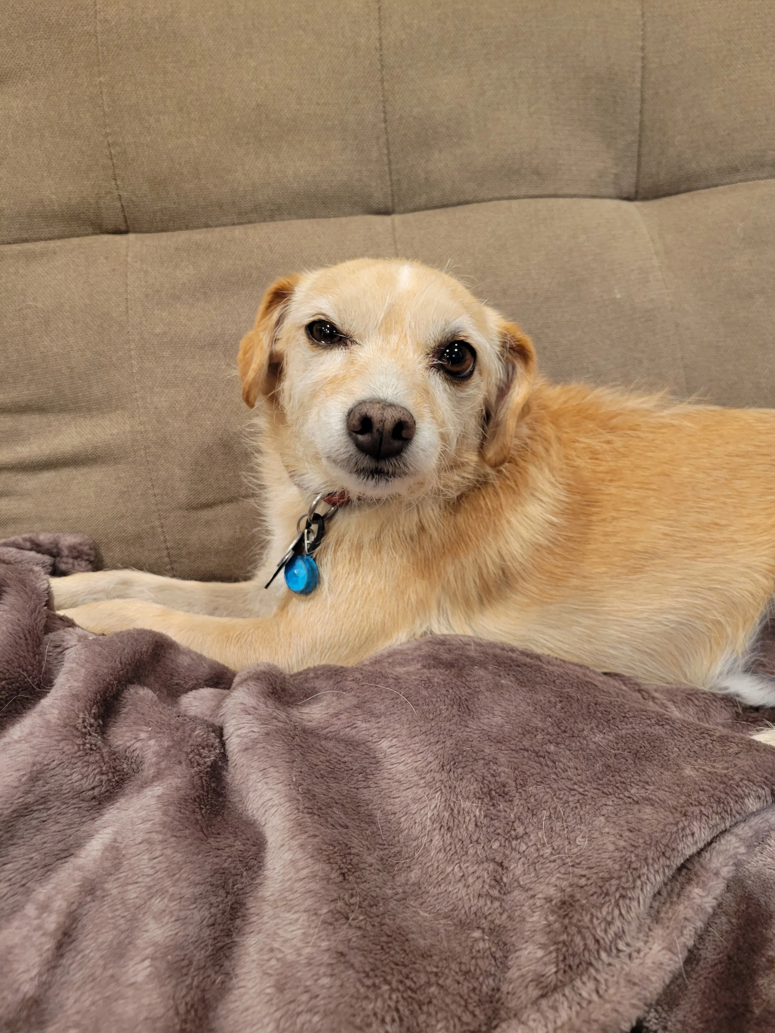 A light brown dog lying on a soft, brown blanket, looking at the camera with dark eyes, against a beige couch background.