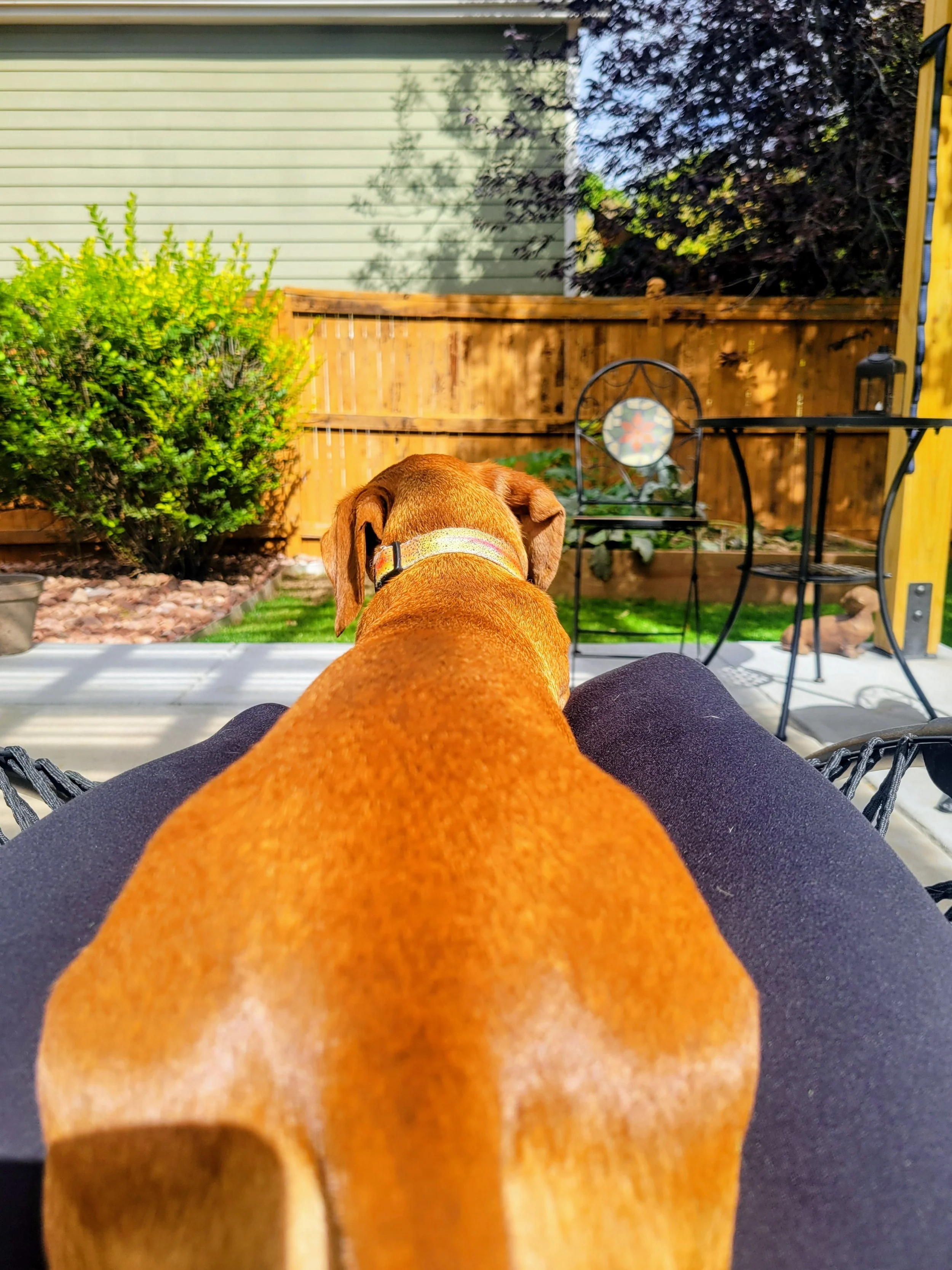 View of a backyard patio with a dog sitting on a person's lap, facing a wooden fence, garden furniture, and trees.